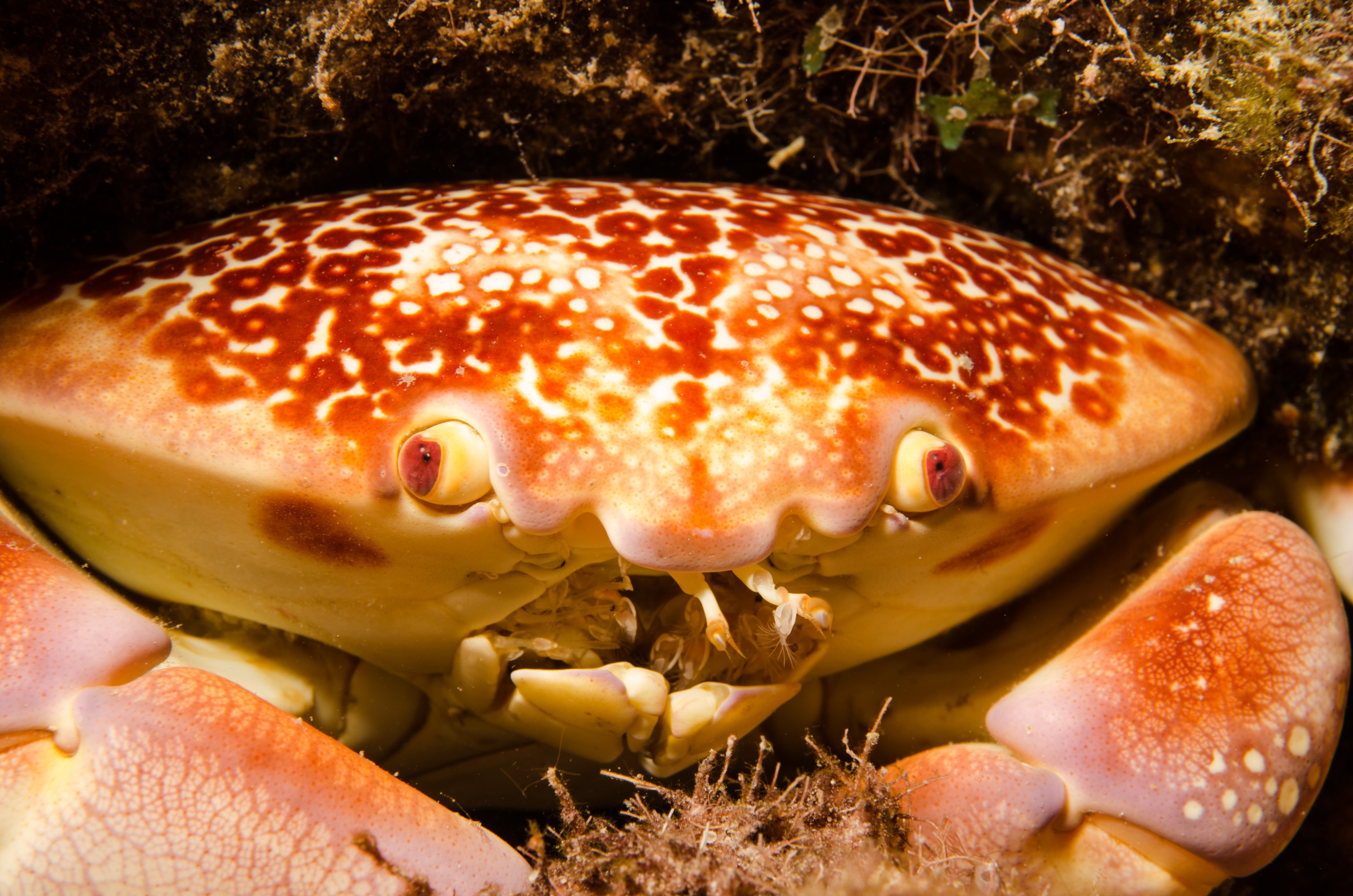 DSC_5936 – Bonaire, Marine, Park, Caribbean, crispin, aaus, crab