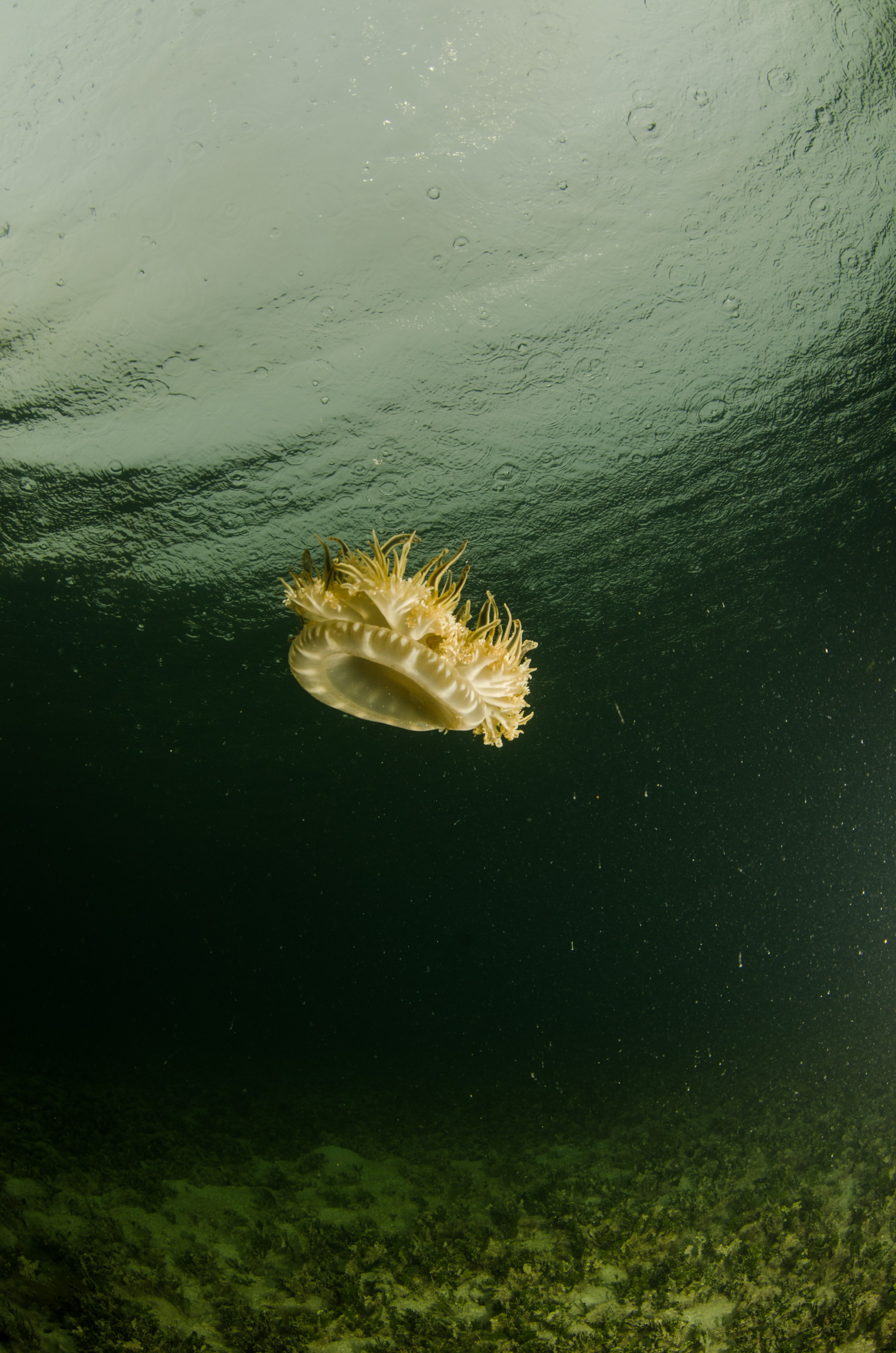 DSC_5991 – Bonaire, Marine, Park, Caribbean, crispin, aaus, Lac, Bay, Upsidedown, updside, down, jelly fish, jellyfish,