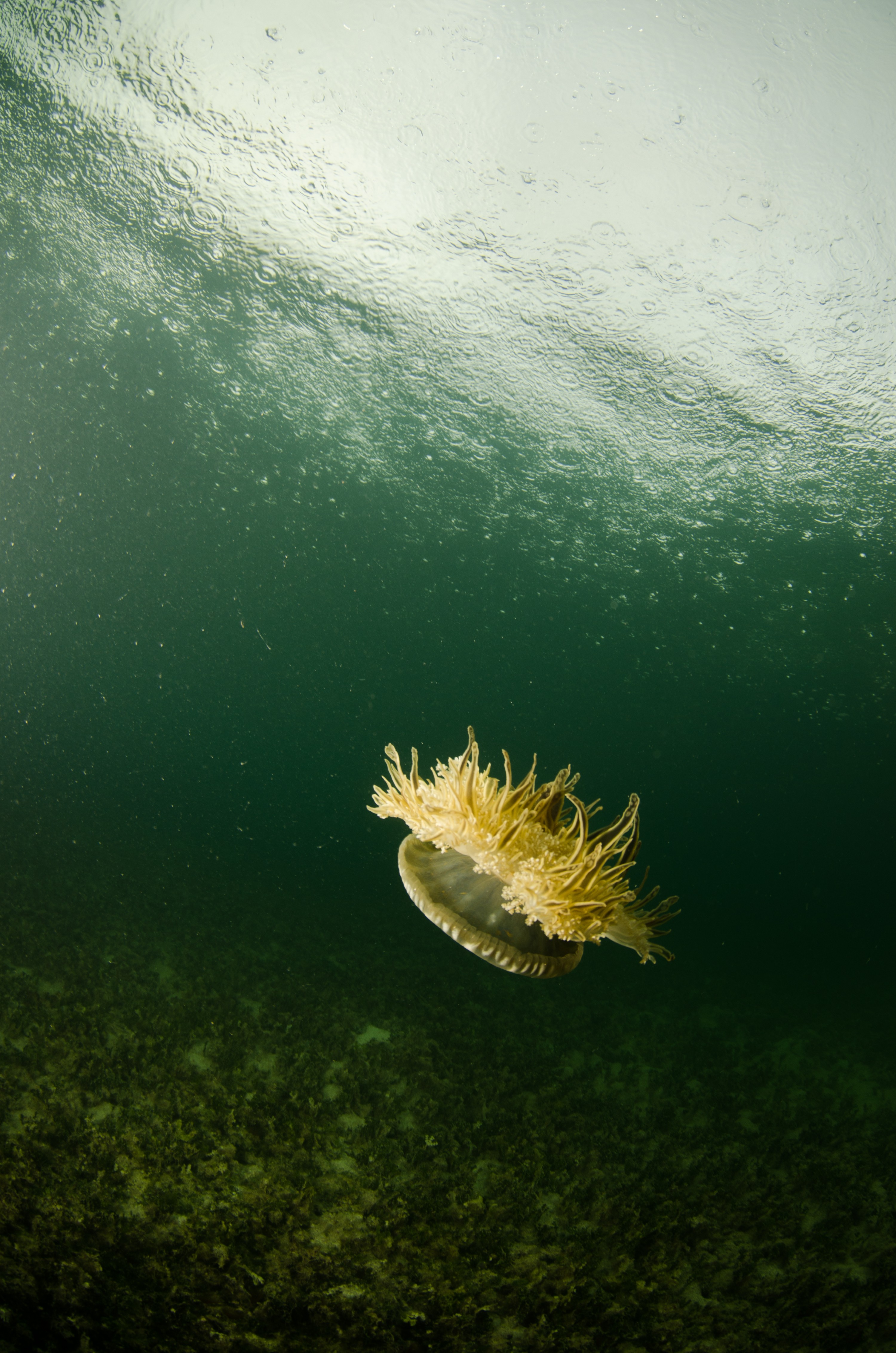 DSC_6005 – Bonaire, Marine, Park, Caribbean, crispin, aaus, Lac, Bay, Upsidedown, updside, down, jelly fish, jellyfish,