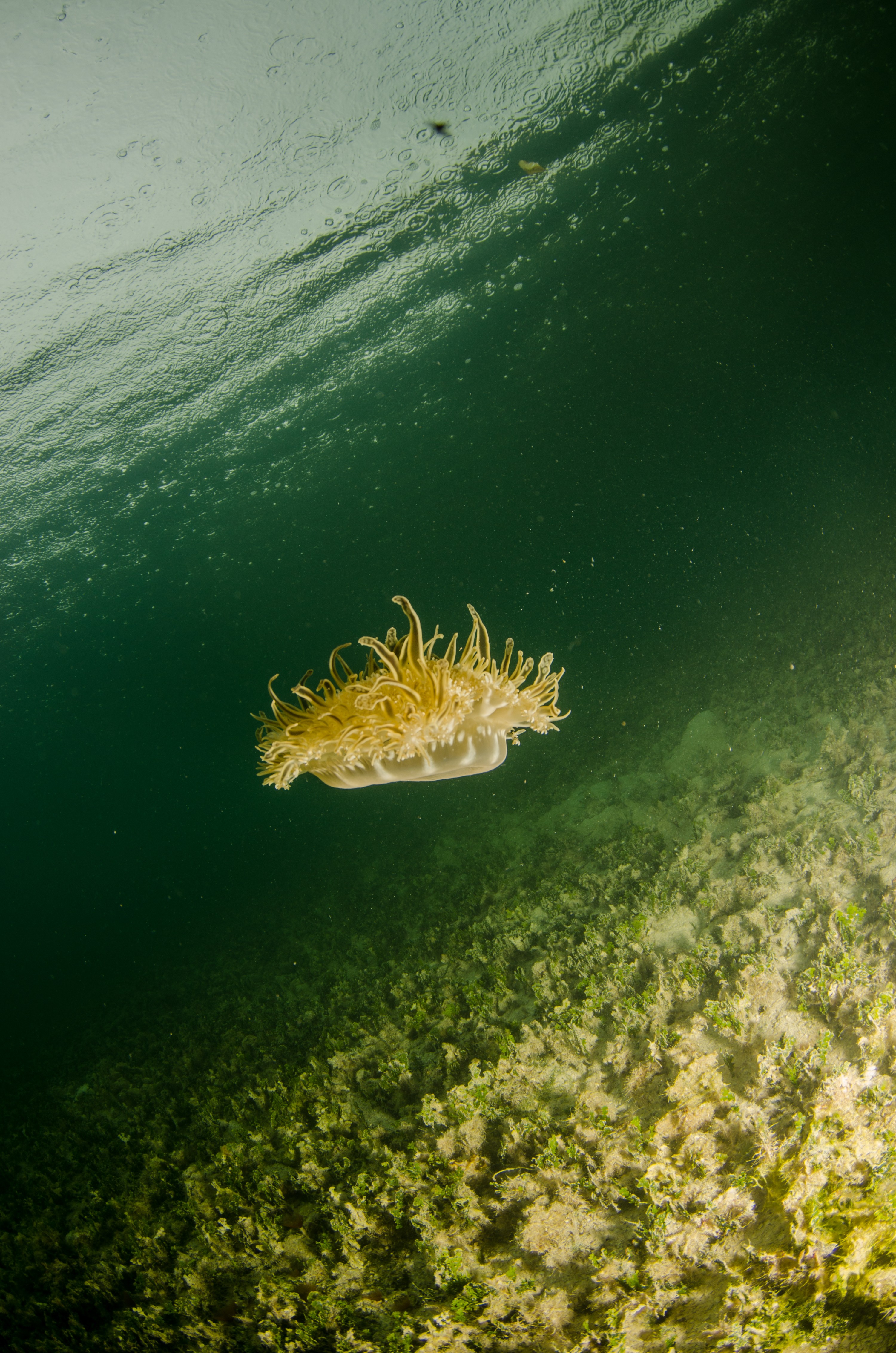 DSC_6009 – Bonaire, Marine, Park, Caribbean, crispin, aaus, Lac, Bay, Upsidedown, updside, down, jelly fish, jellyfish,