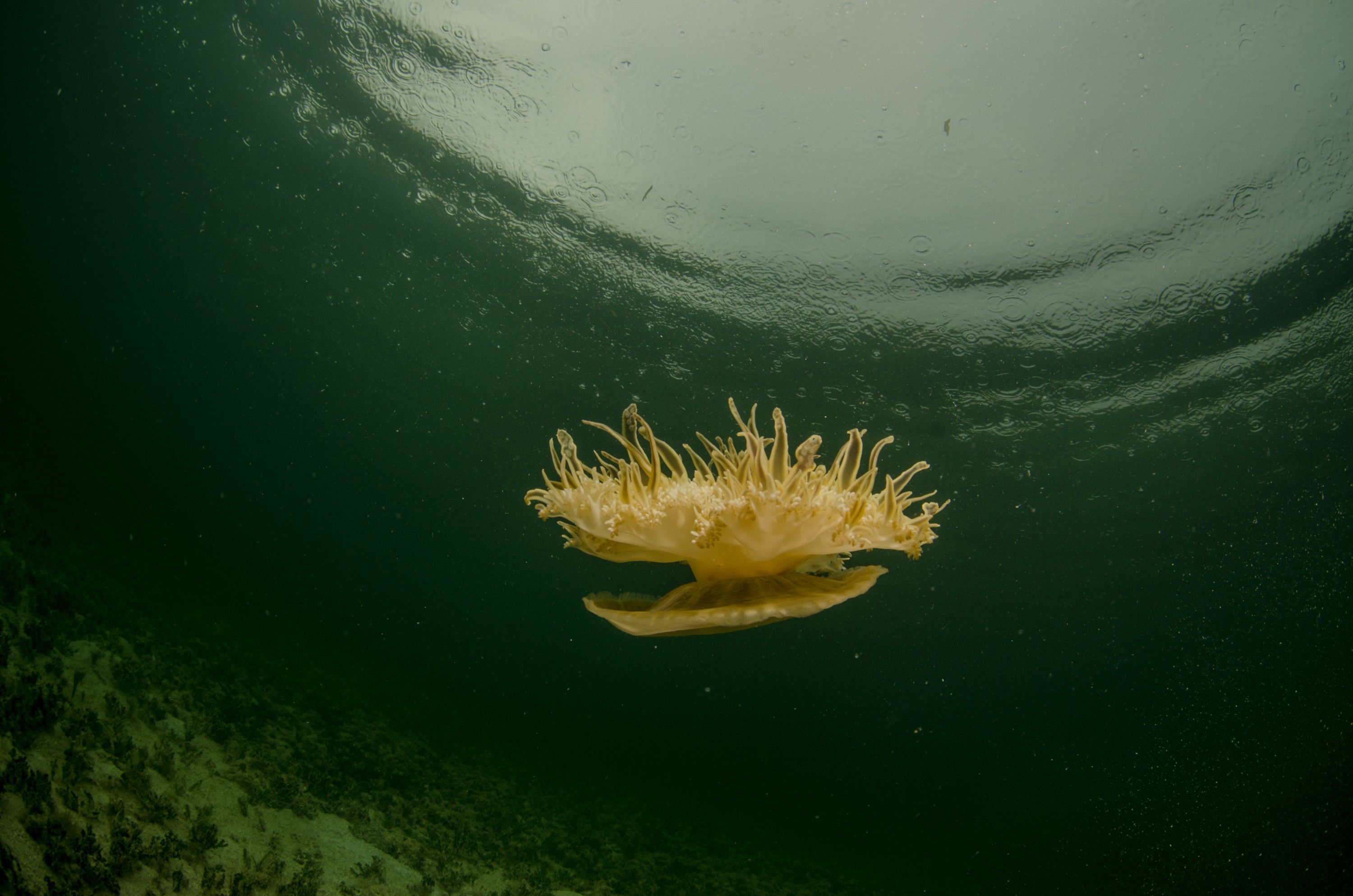 DSC_6023 – Bonaire, Marine, Park, Caribbean, crispin, aaus, Lac, Bay, Upsidedown, updside, down, jelly fish, jellyfish,