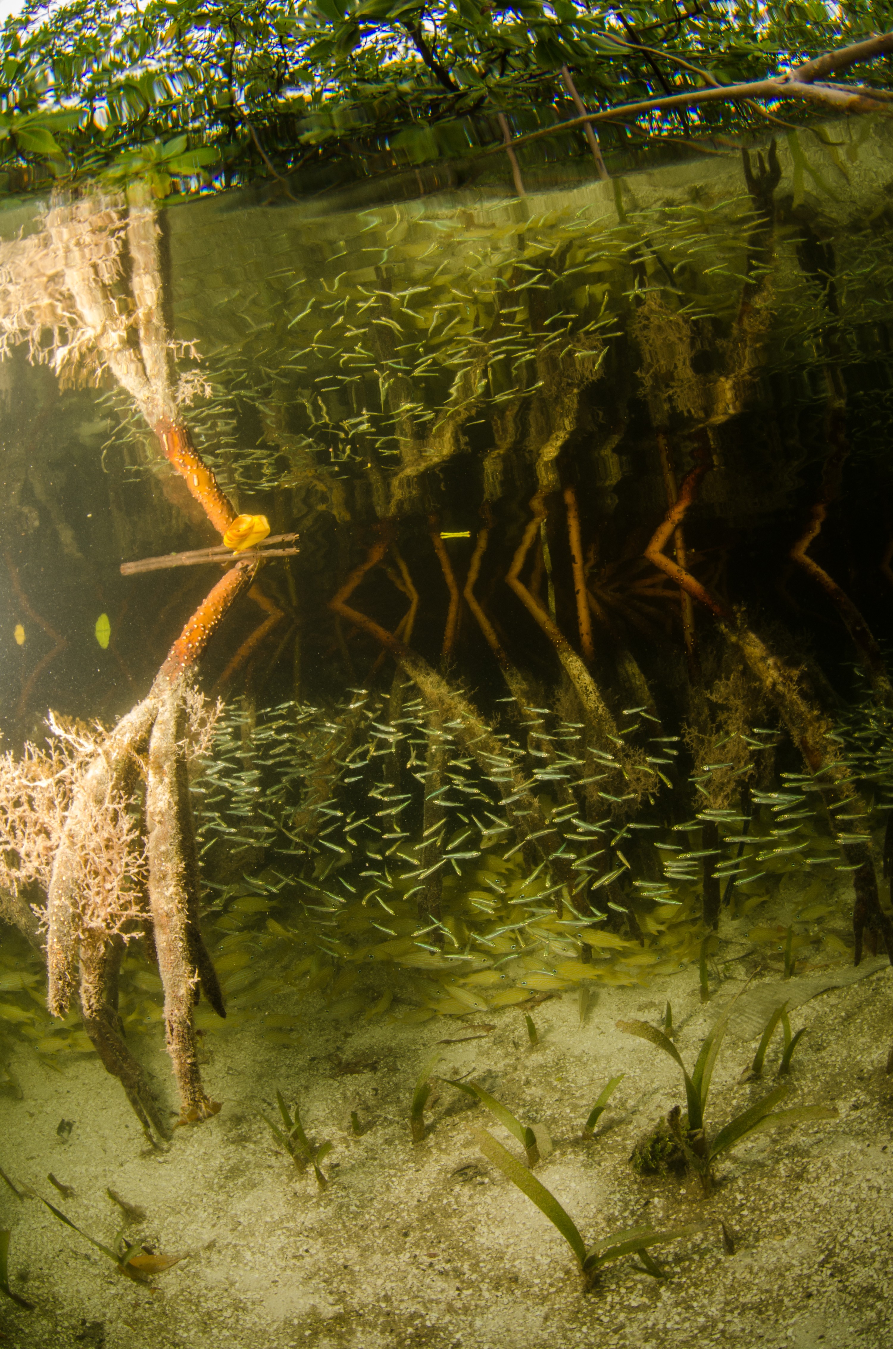 DSC_6257 – Bonaire, Marine, Park, Caribbean, crispin, aaus, Lac, Bay