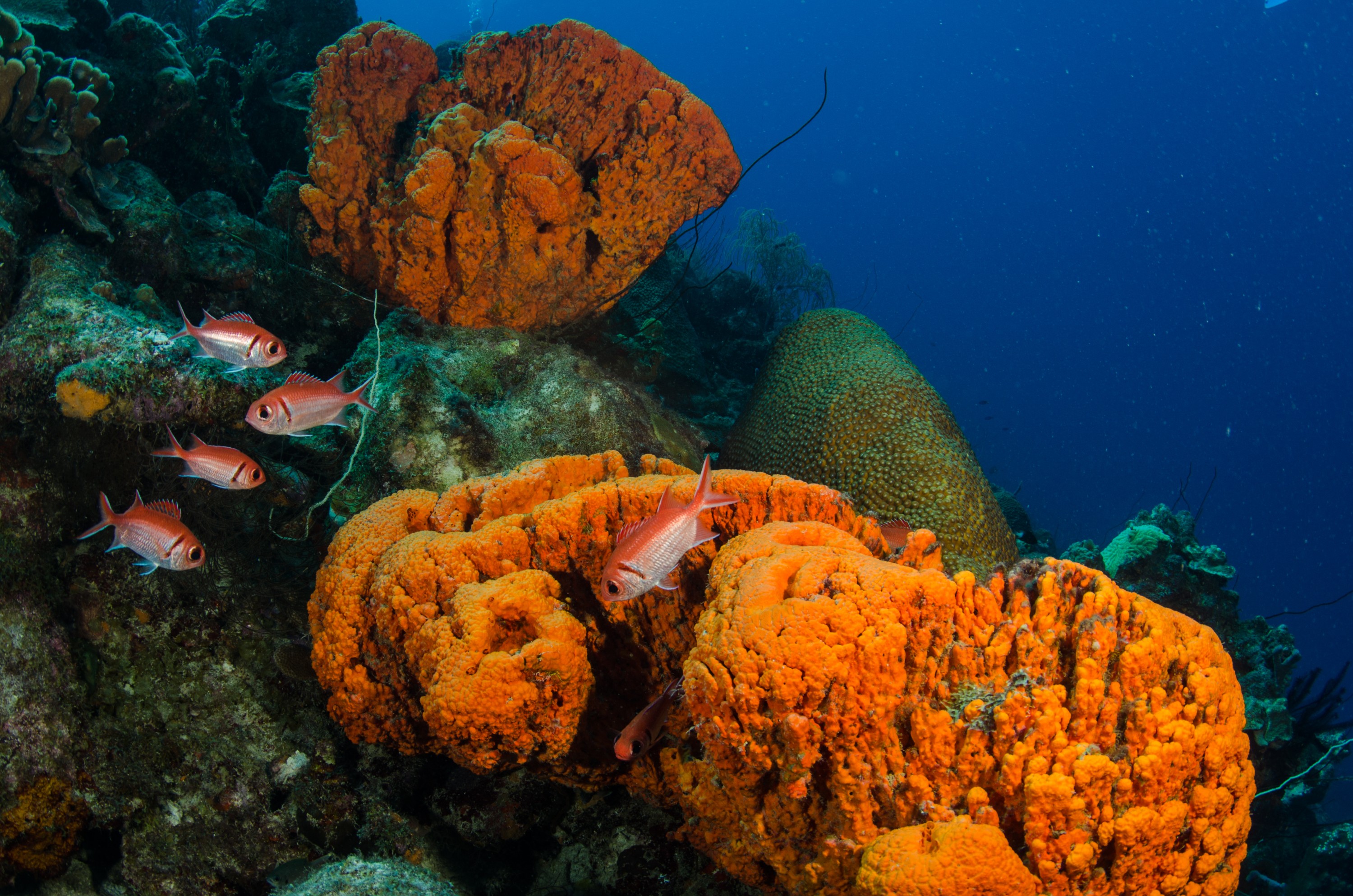 Bonaire