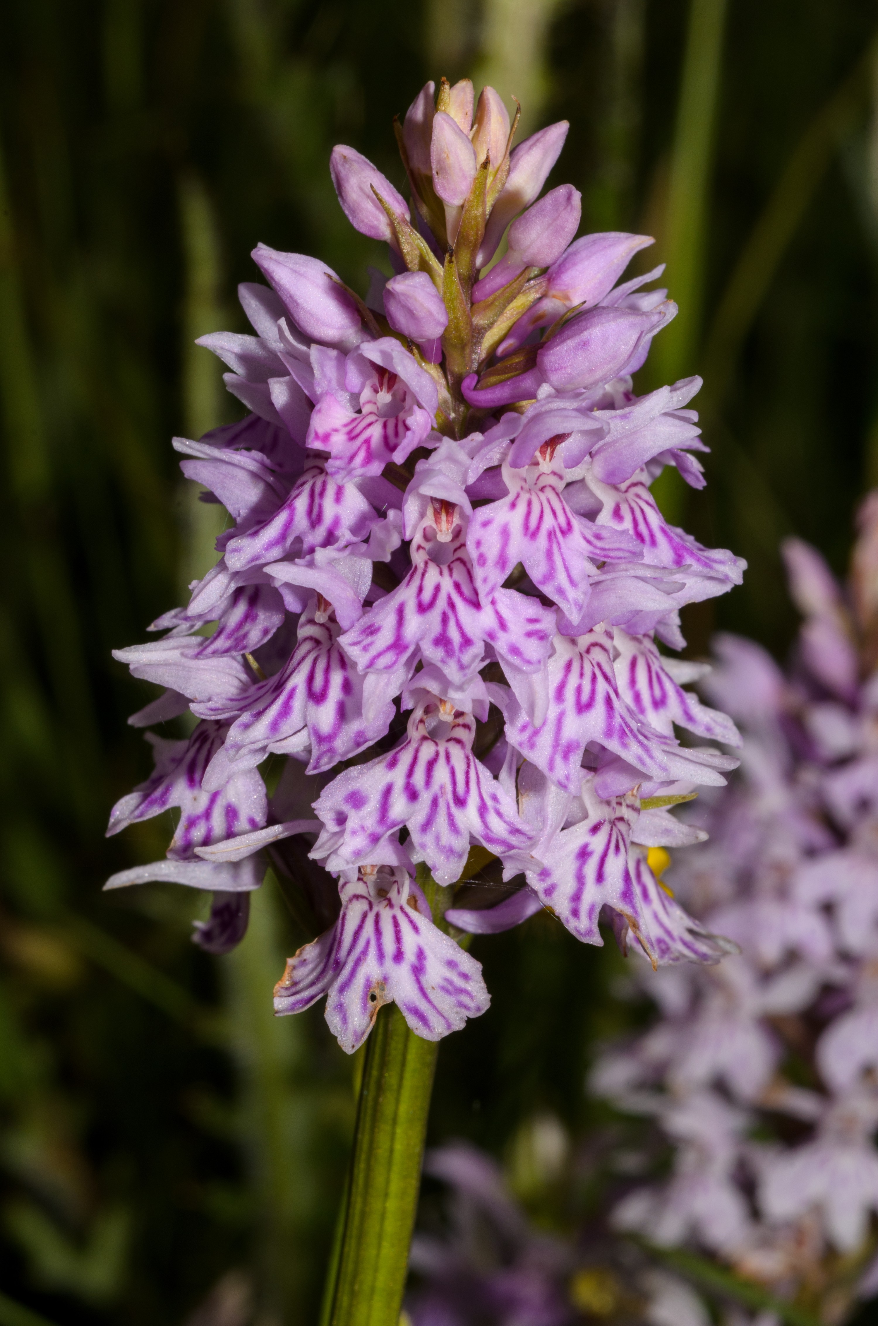 DSC_2622 – Dactylorhiza, UK16, Yorkshire, common, crispin, england, fuchsii, orchid, spotted, uk, dales