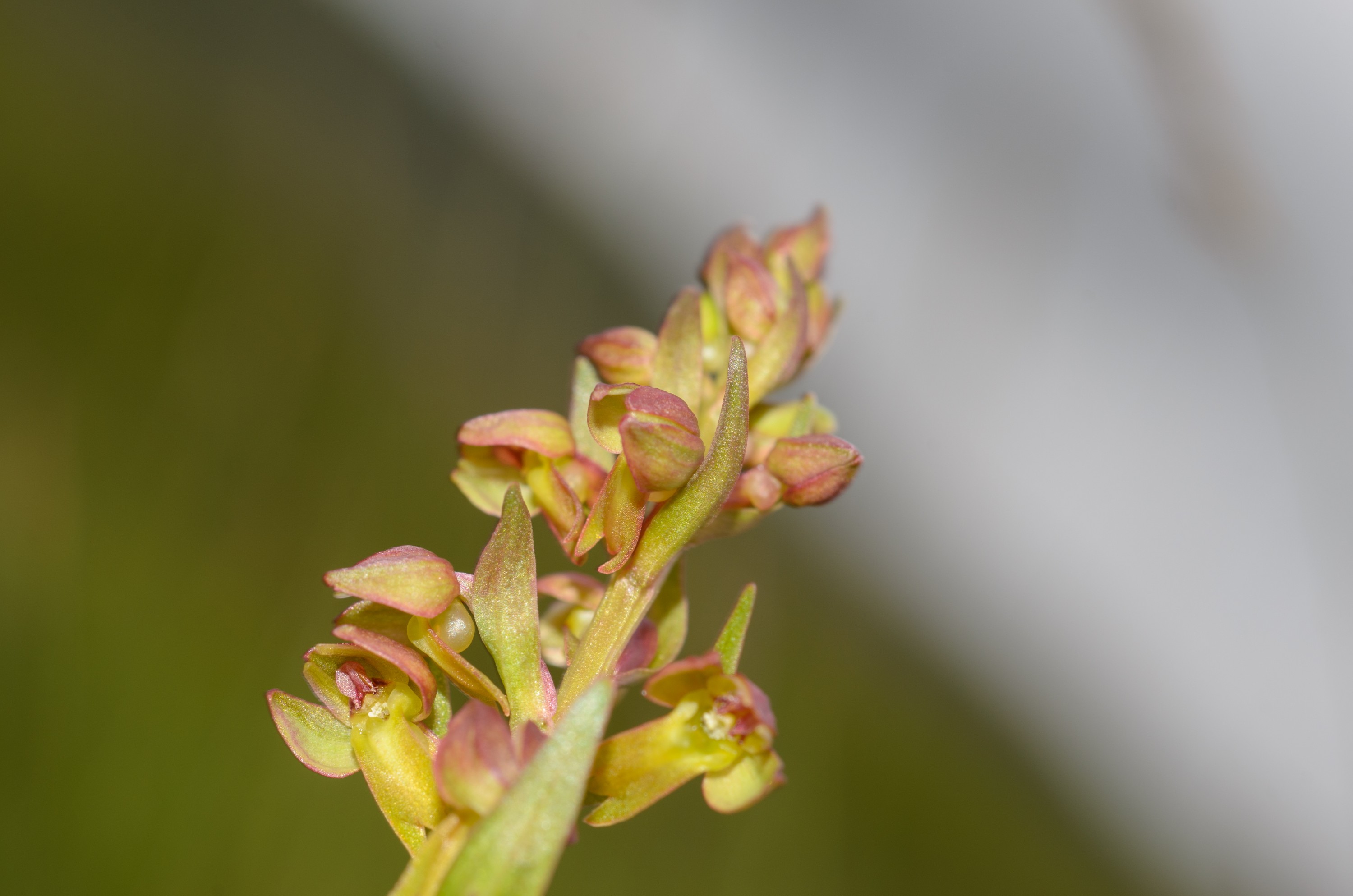 DSC_2648 – Coeloglossum, Frog, UK16, Yorkshire, crispin, england, orchid, uk, viride, dales, Dactylorhiza