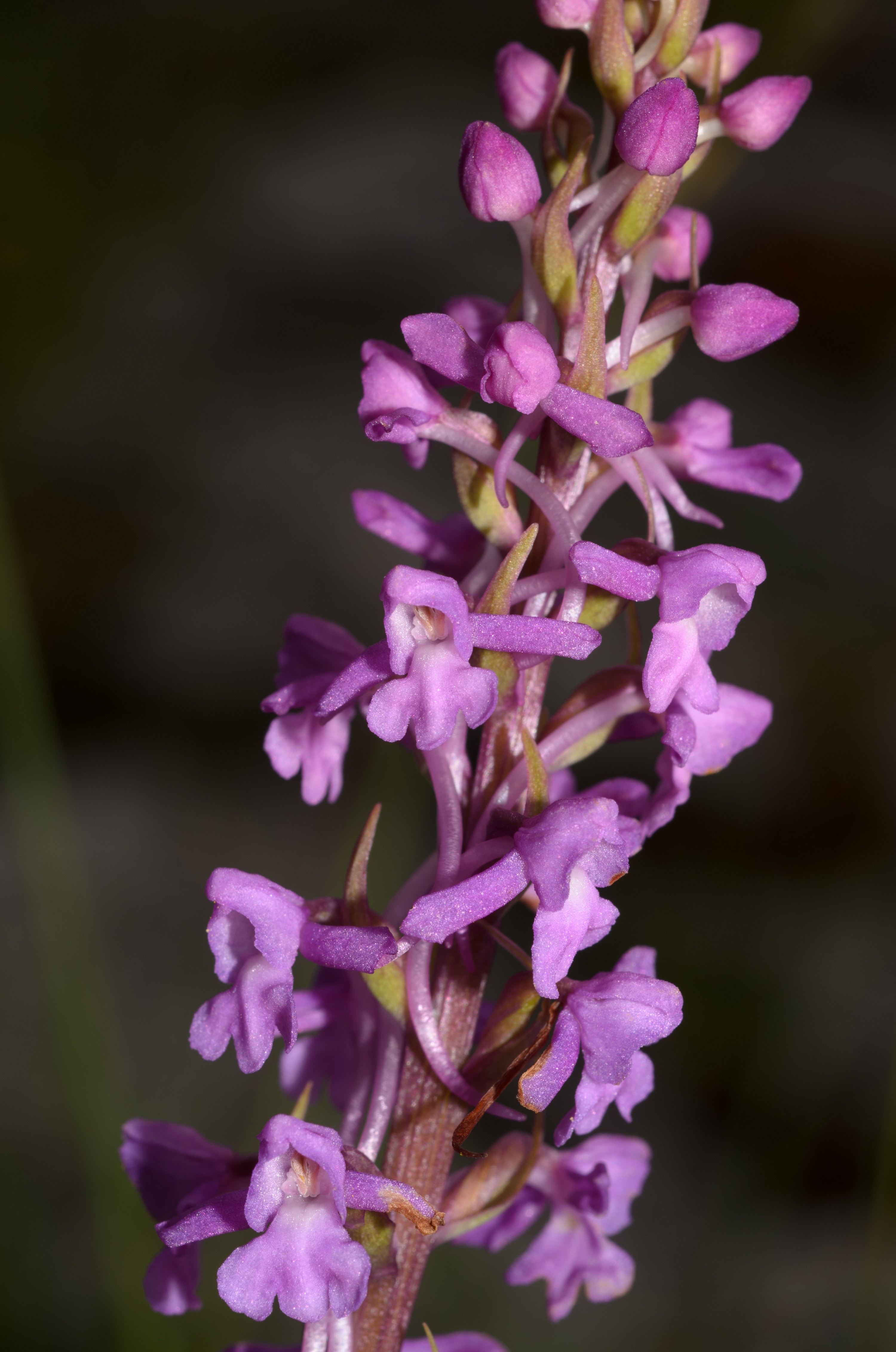 DSC_2668 – Fragrant, Gymnadenia, UK16, Yorkshire, conopsea, crispin, england, orchid, uk, dales