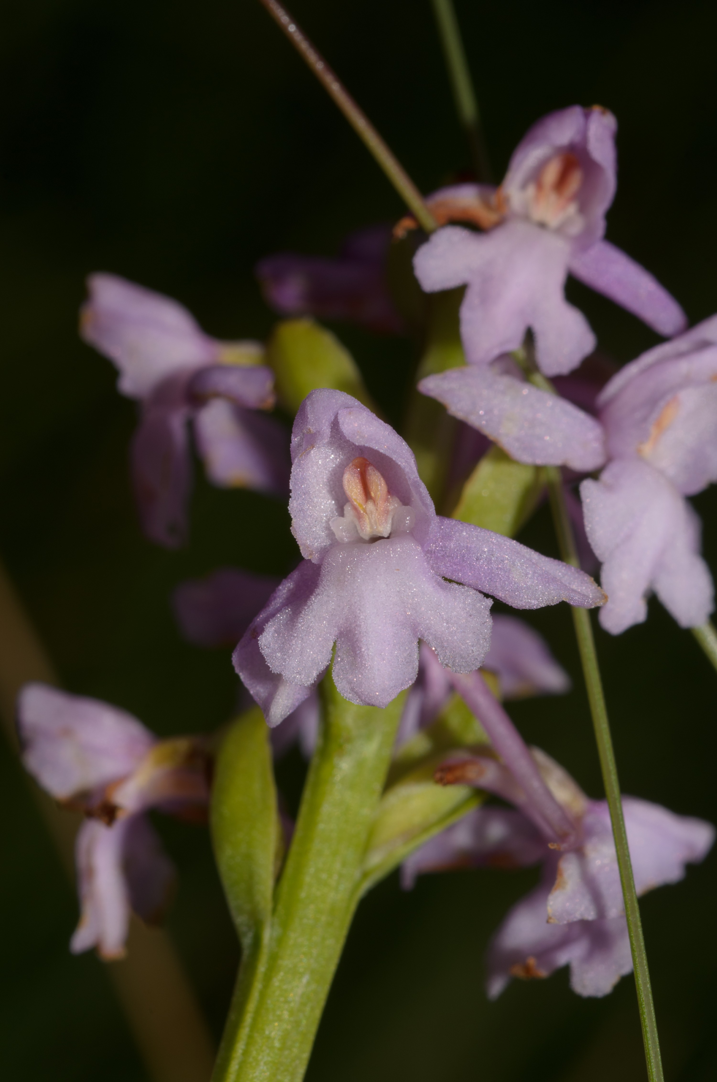 DSC_2685 – Fragrant, Gymnadenia, UK16, Yorkshire, conopsea, crispin, england, orchid, uk, dales