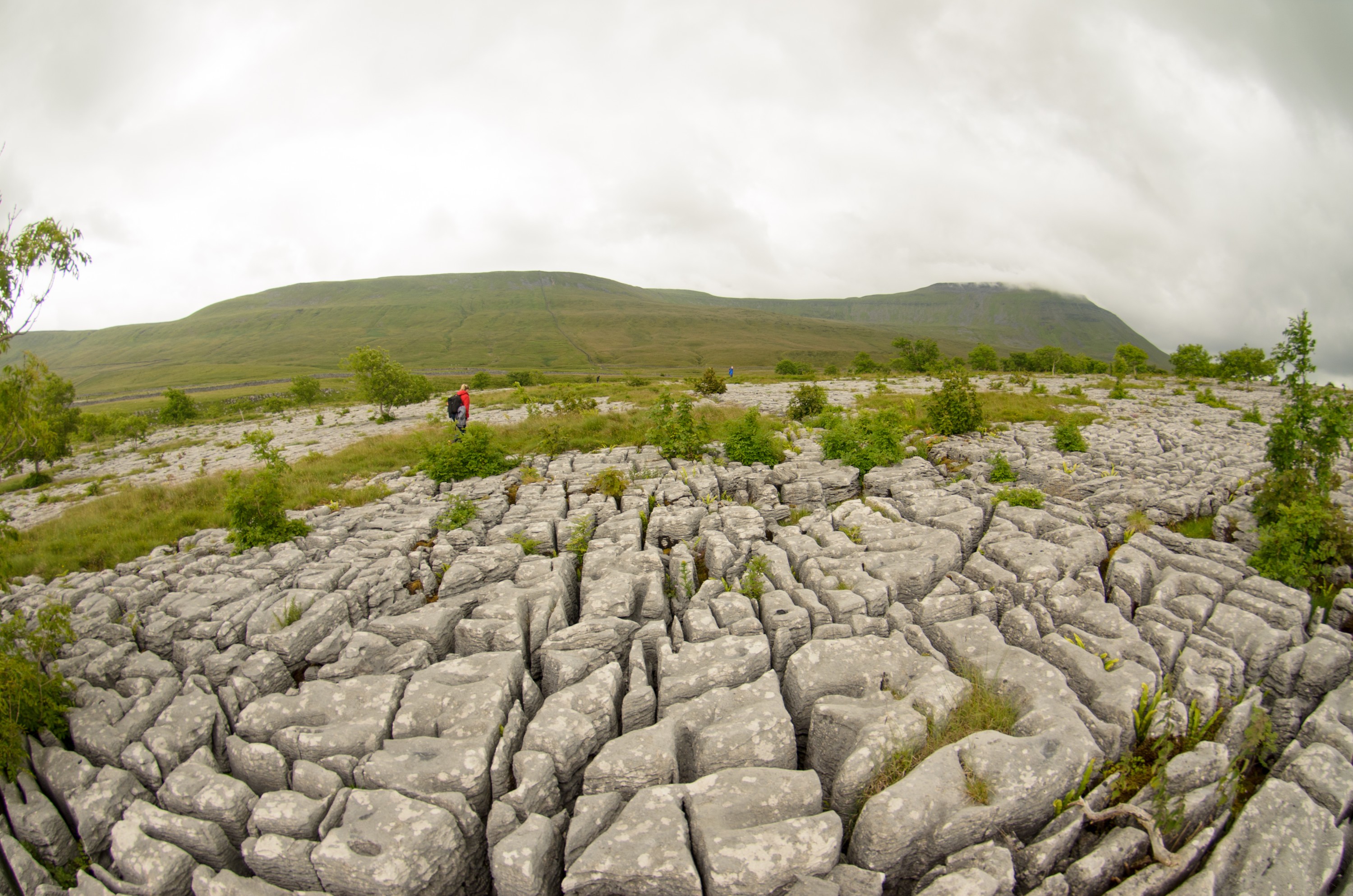 DSC_2688 – Dales, Limestone, Pavement, UK16, Yorkshire, crispin, england, uk, dales, Southerscales