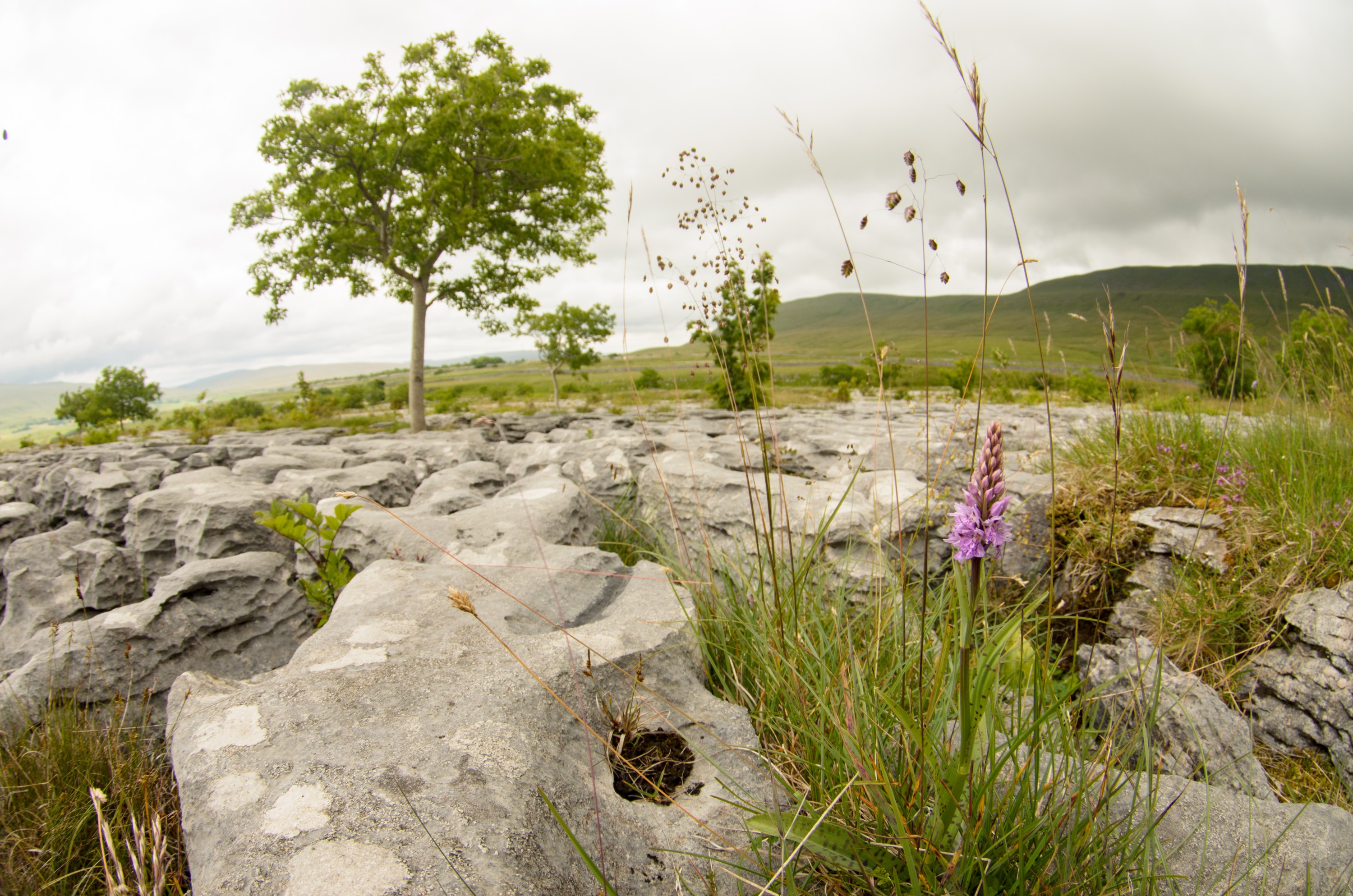 DSC_2709 – Dales, Limestone, Pavement, UK16, Yorkshire, crispin, england, uk, dales, Southerscales