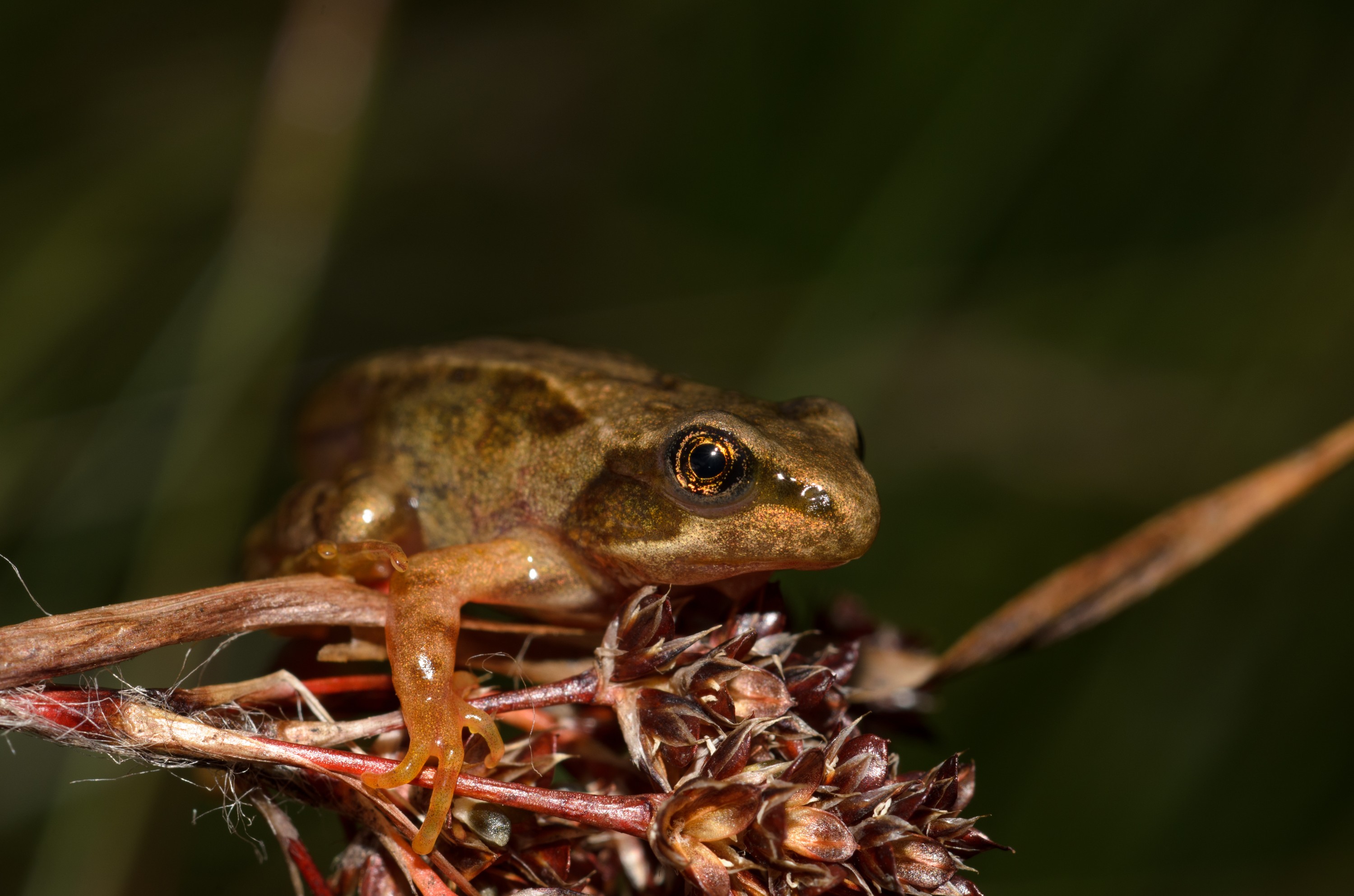 DSC_2747 – Frog, Rana, UK16, Yorkshire, common, crispin, england, temporaria, uk, dales