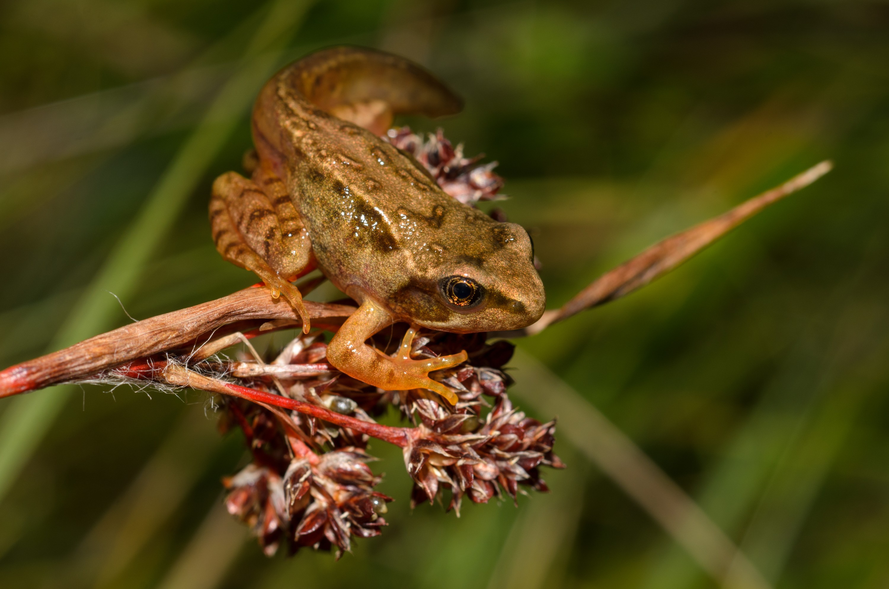 DSC_2758 – Frog, Rana, UK16, Yorkshire, common, crispin, england, temporaria, uk, dales