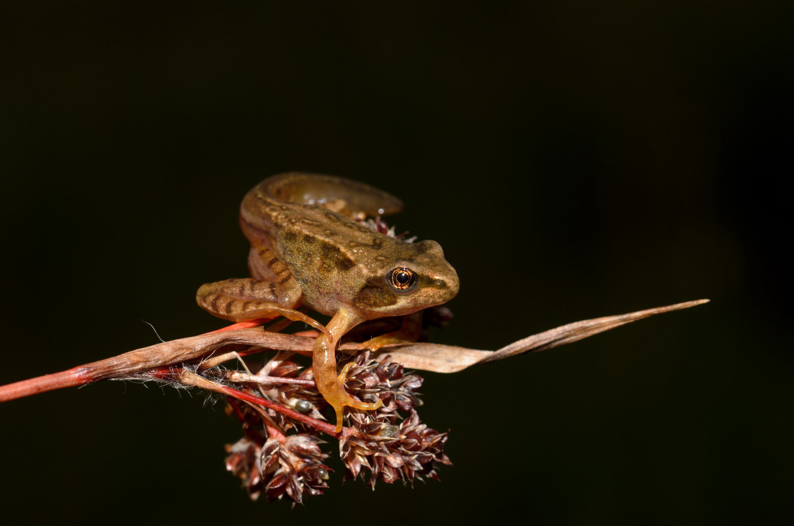 DSC_2769 – Frog, Rana, UK16, Yorkshire, common, crispin, england, temporaria, uk, dales