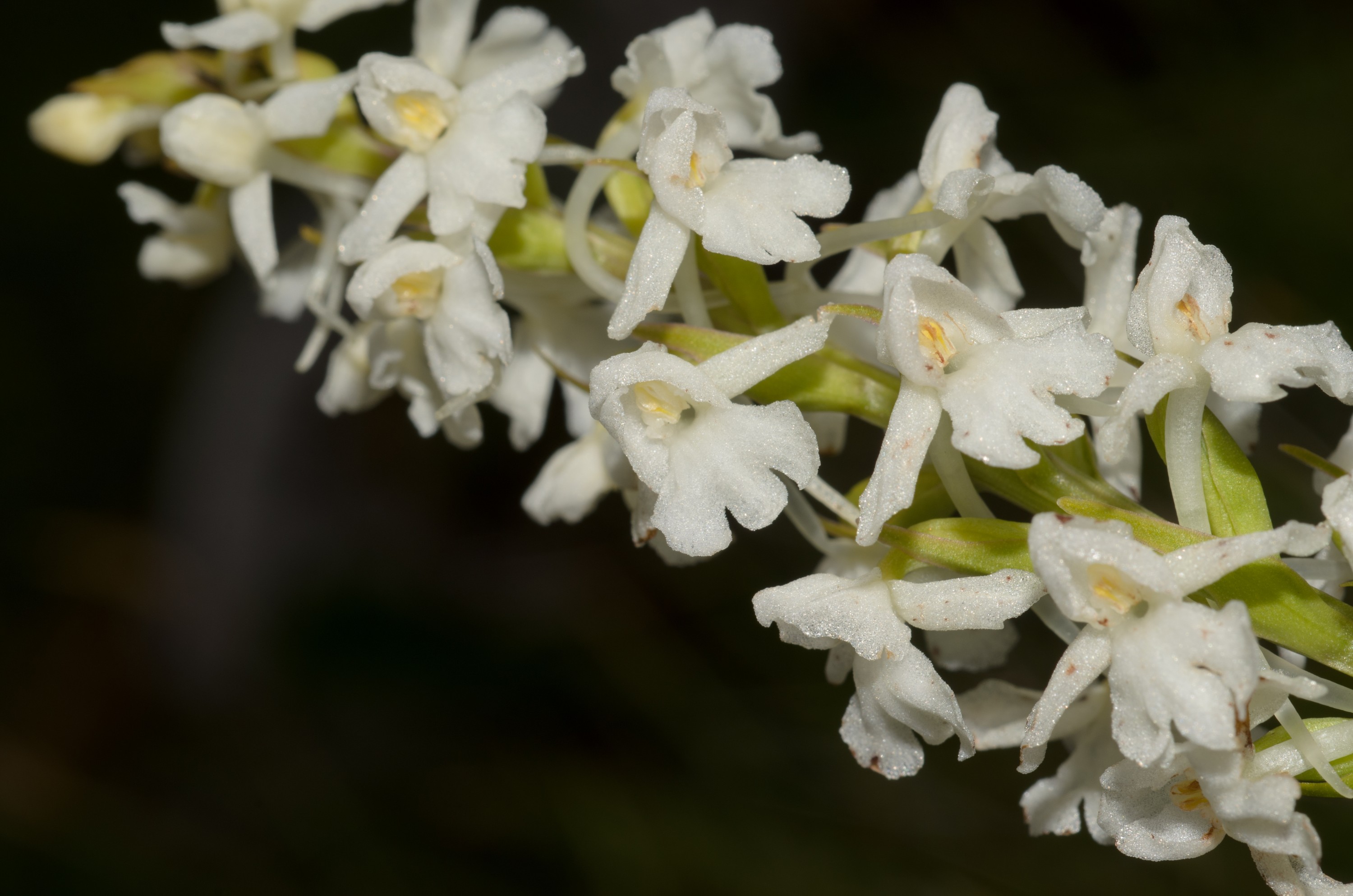 DSC_2817 – Dactylorhiza, UK16, Yorkshire, common, crispin, england, fuchsii, orchid, spotted, uk, dales, Greater Butterfly, orchid, platanthera, chlorantha,