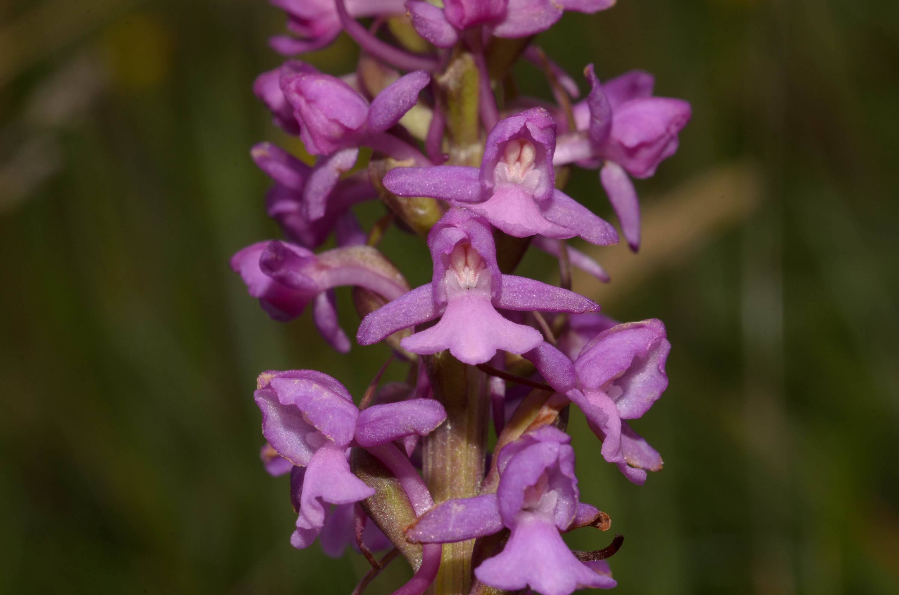 DSC_2828 – Fragrant, Gymnadenia, UK16, Yorkshire, conopsea, crispin, england, orchid, uk, dales