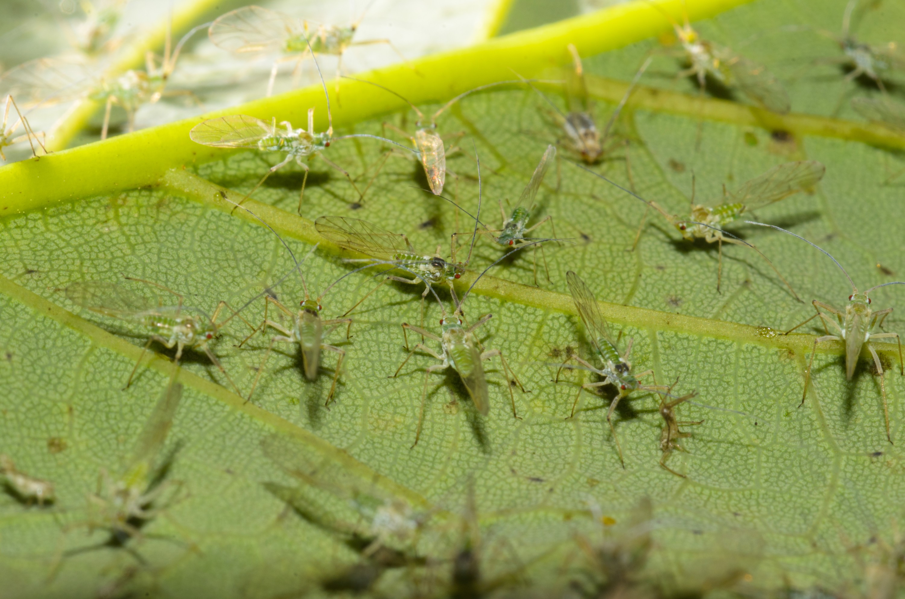 DSC_2850 – Green, UK16, Yorkshire, crispin, england, fly, greenfly, uk, dales