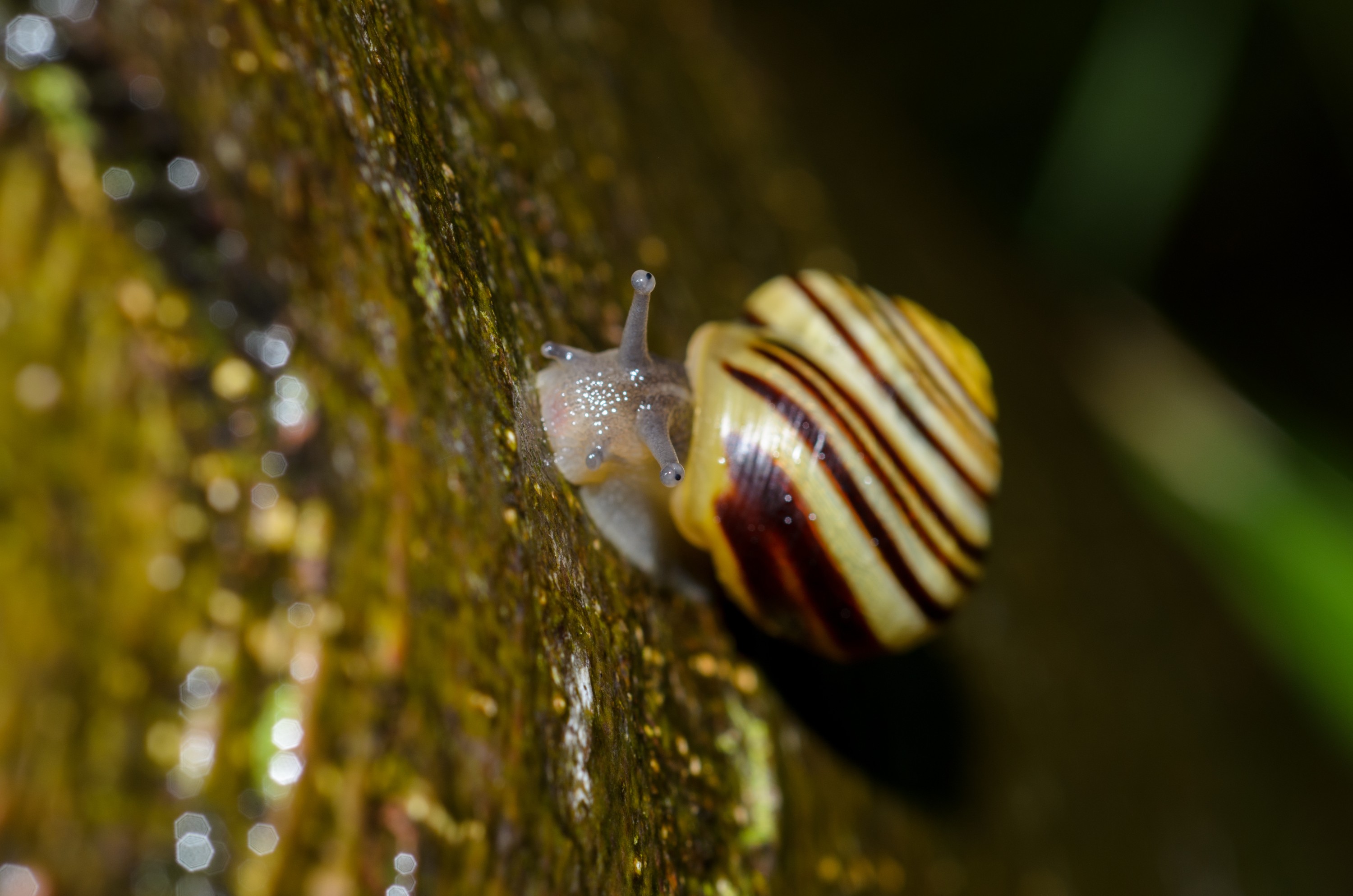 DSC_2872 – Banded, Snail, UK16, Yorkshire, crispin, england, uk, dales