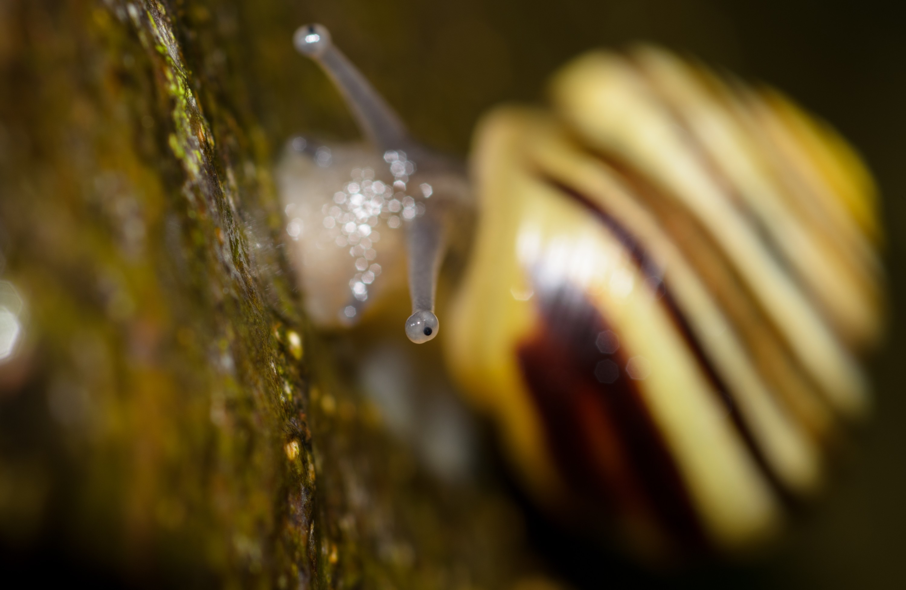 DSC_2876 – Banded, Snail, UK16, Yorkshire, crispin, england, uk, dales