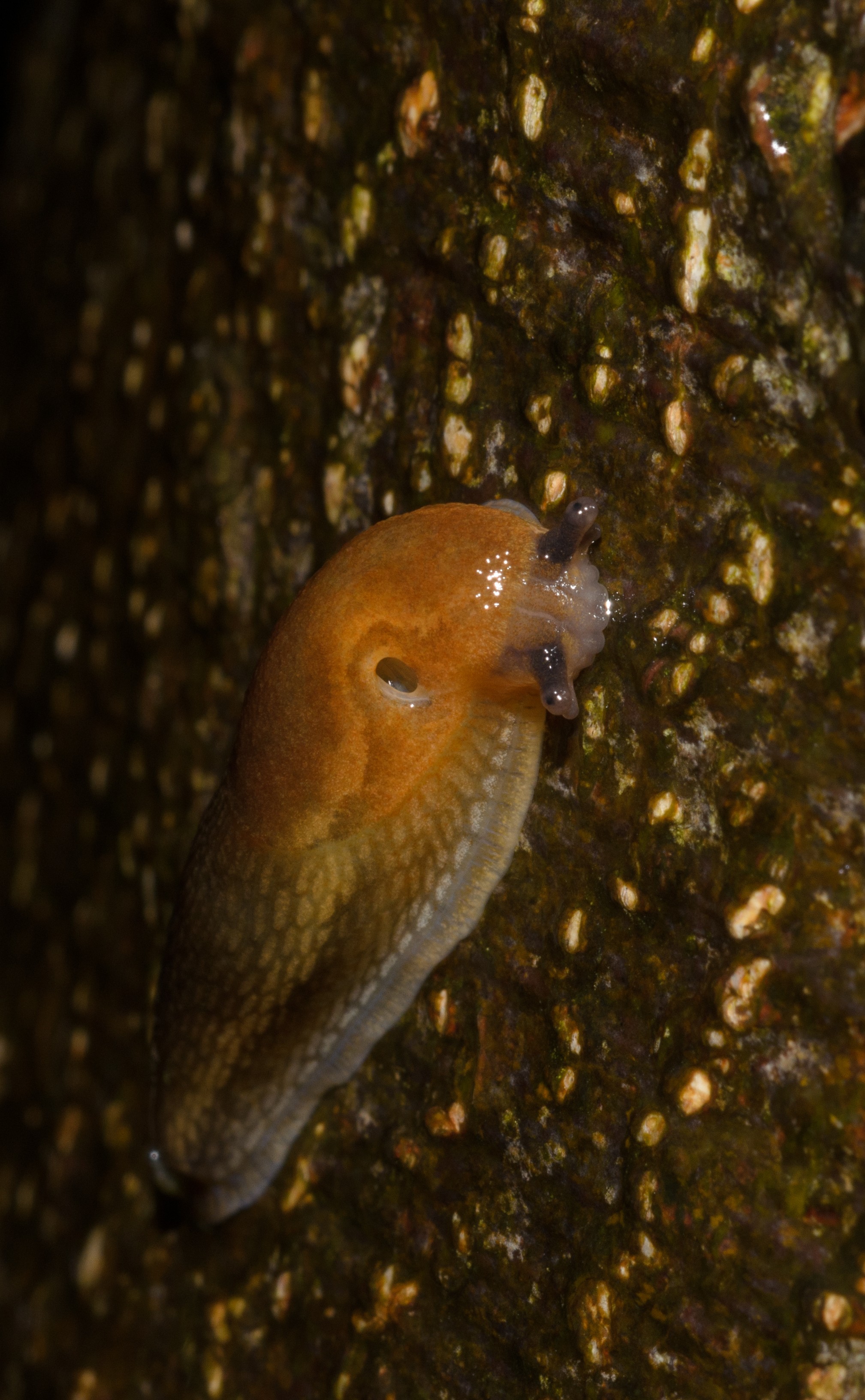 DSC_2880 – UK16, Yorkshire, common, crispin, england, slug, uk, dales