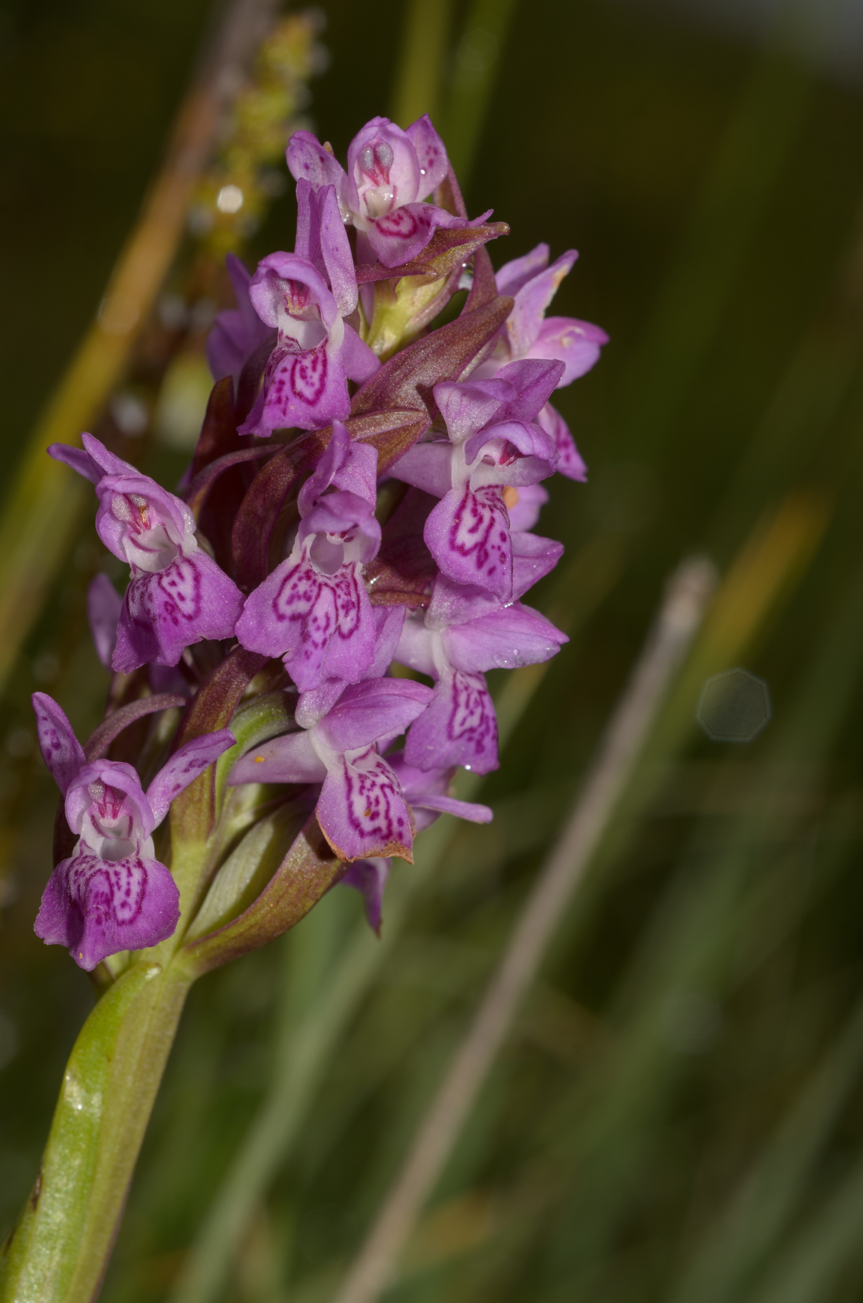 DSC_2940 – Dactylorhiza, UK16, Yorkshire, crispin, england, marsh, orchid, uk, dales