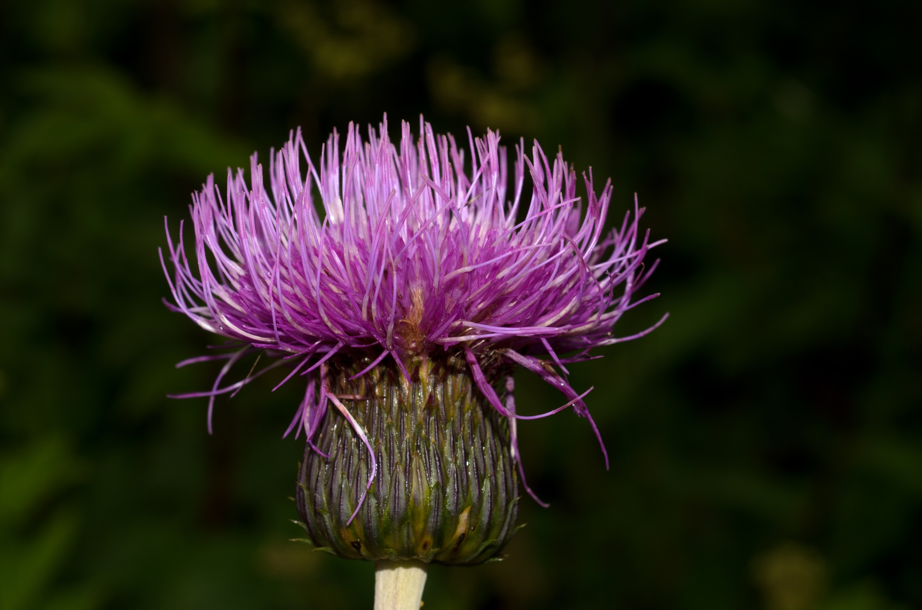DSC_2980 – Thistle, UK16, Yorkshire, crispin, england, uk, dales