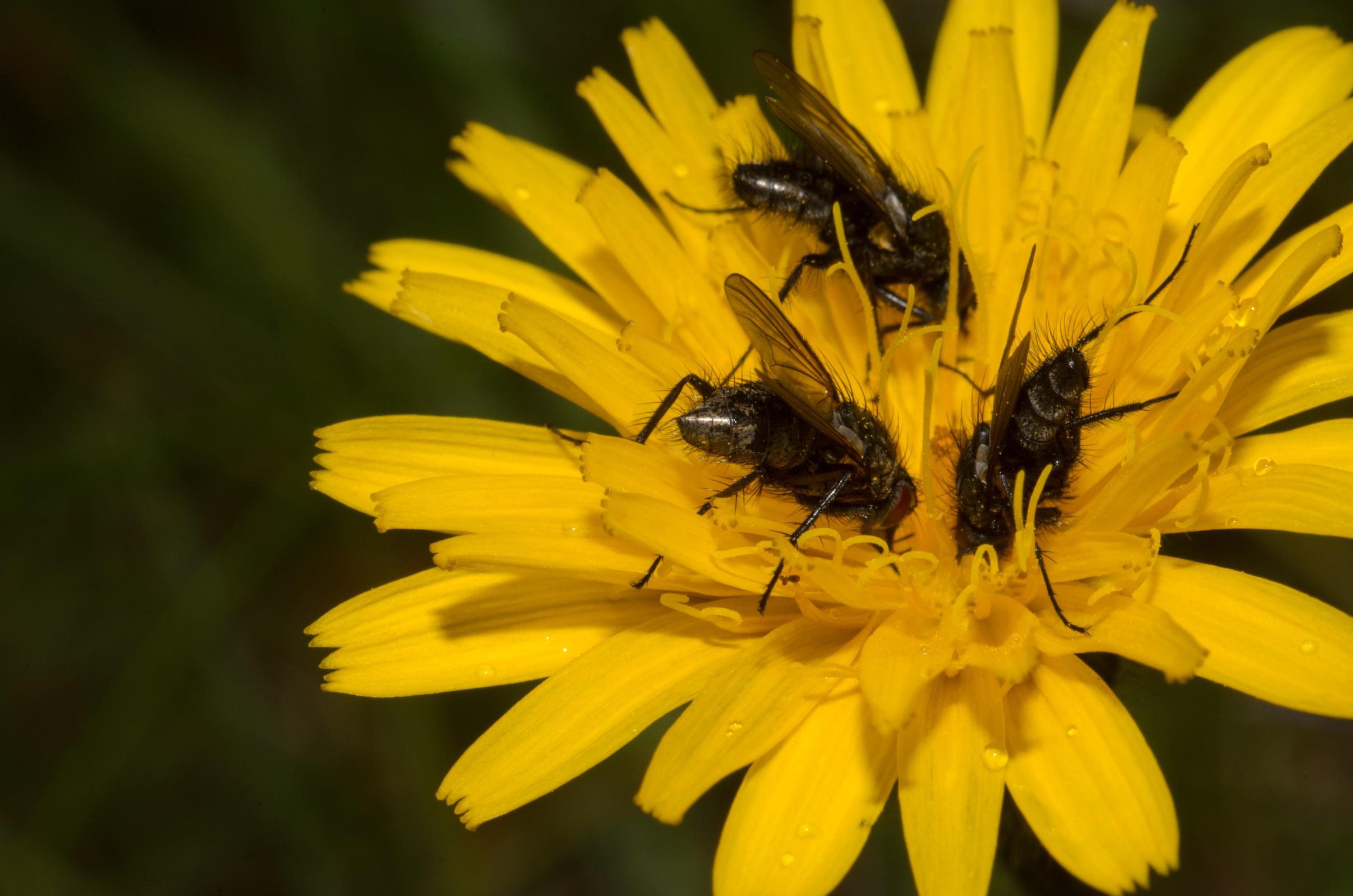DSC_3029 – Flies, UK16, Yorkshire, crispin, england, uk, dales