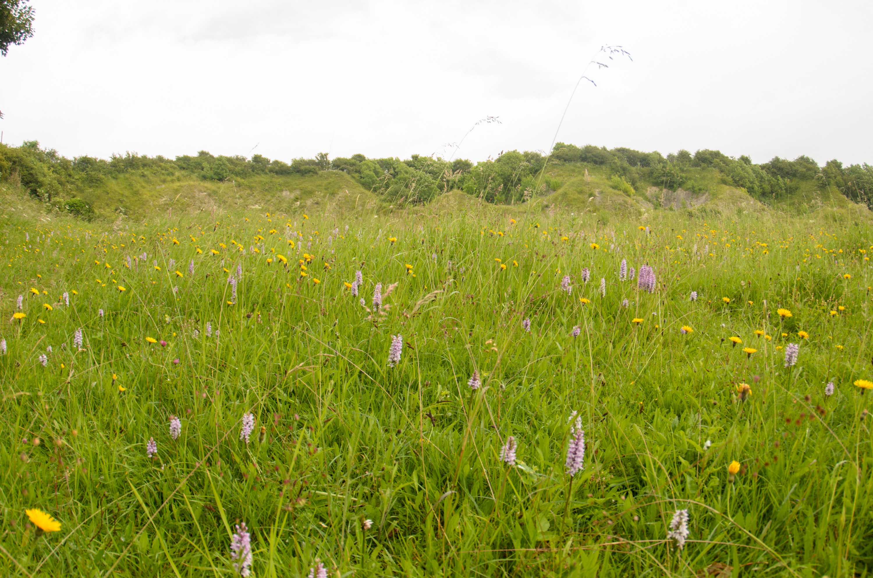DSC_3094 – UK16, Yorkshire, crispin, england, meadow, orchid, uk