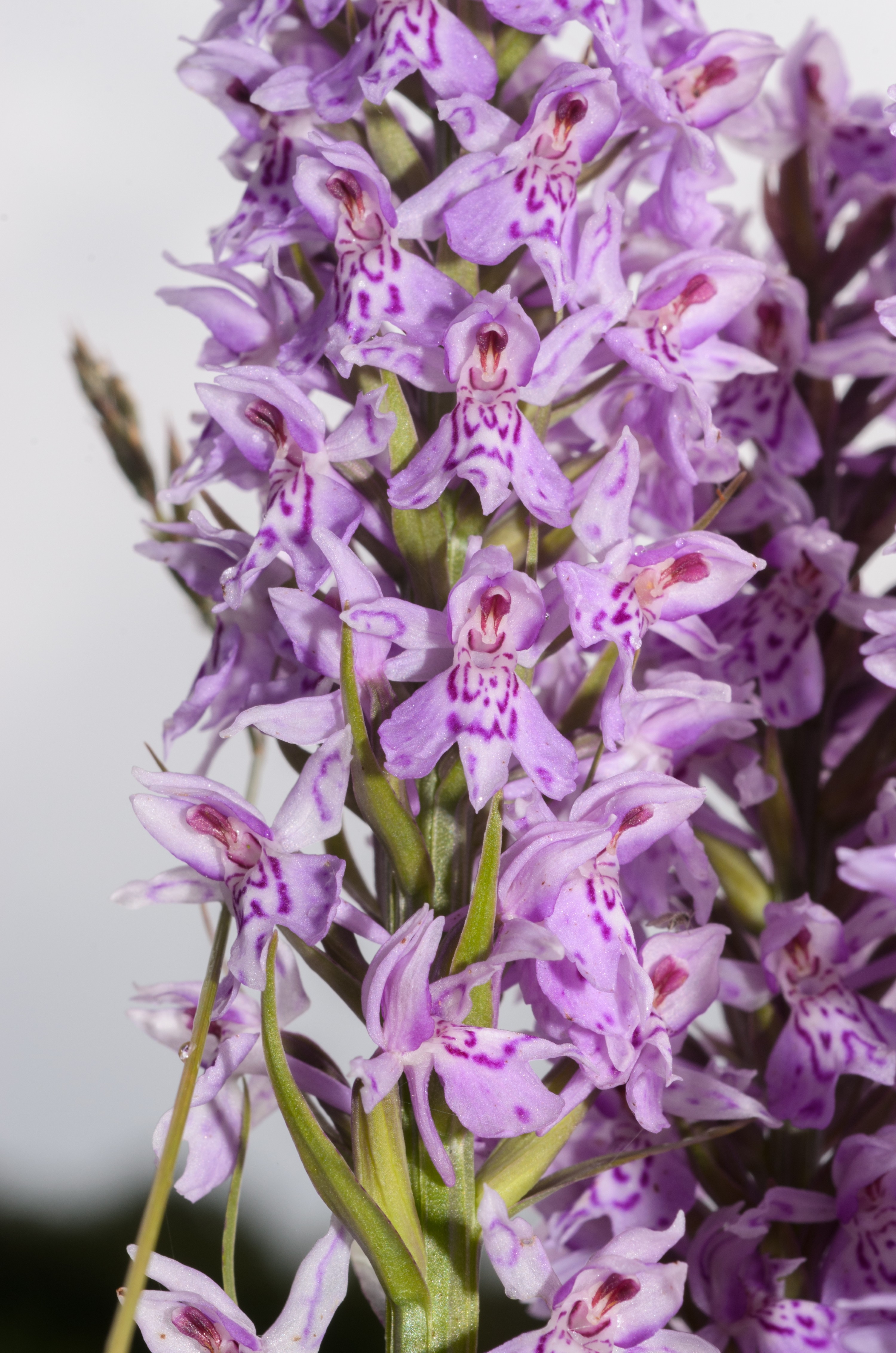DSC_3106 – Dactylorhiza, UK16, Yorkshire, common, crispin, england, fuchsii, orchid, spotted, uk