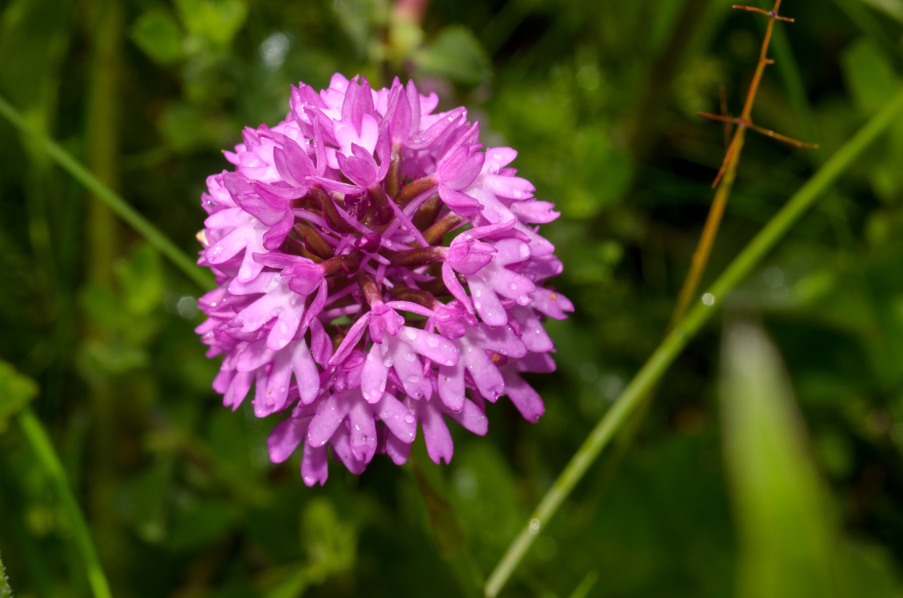DSC_3121 – Anacamptis, Pyramidal, UK16, Yorkshire, crispin, england, orchid, pyramidalis, uk
