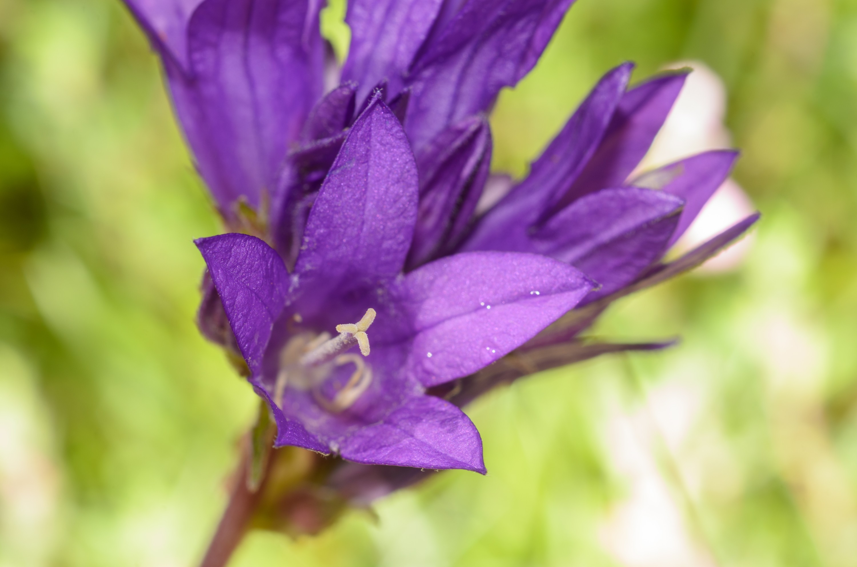 DSC_3152 – UK16,  Yorkshire, crispin, england, uk, Clustered, Bellflower, Yorkshire, Wolds,