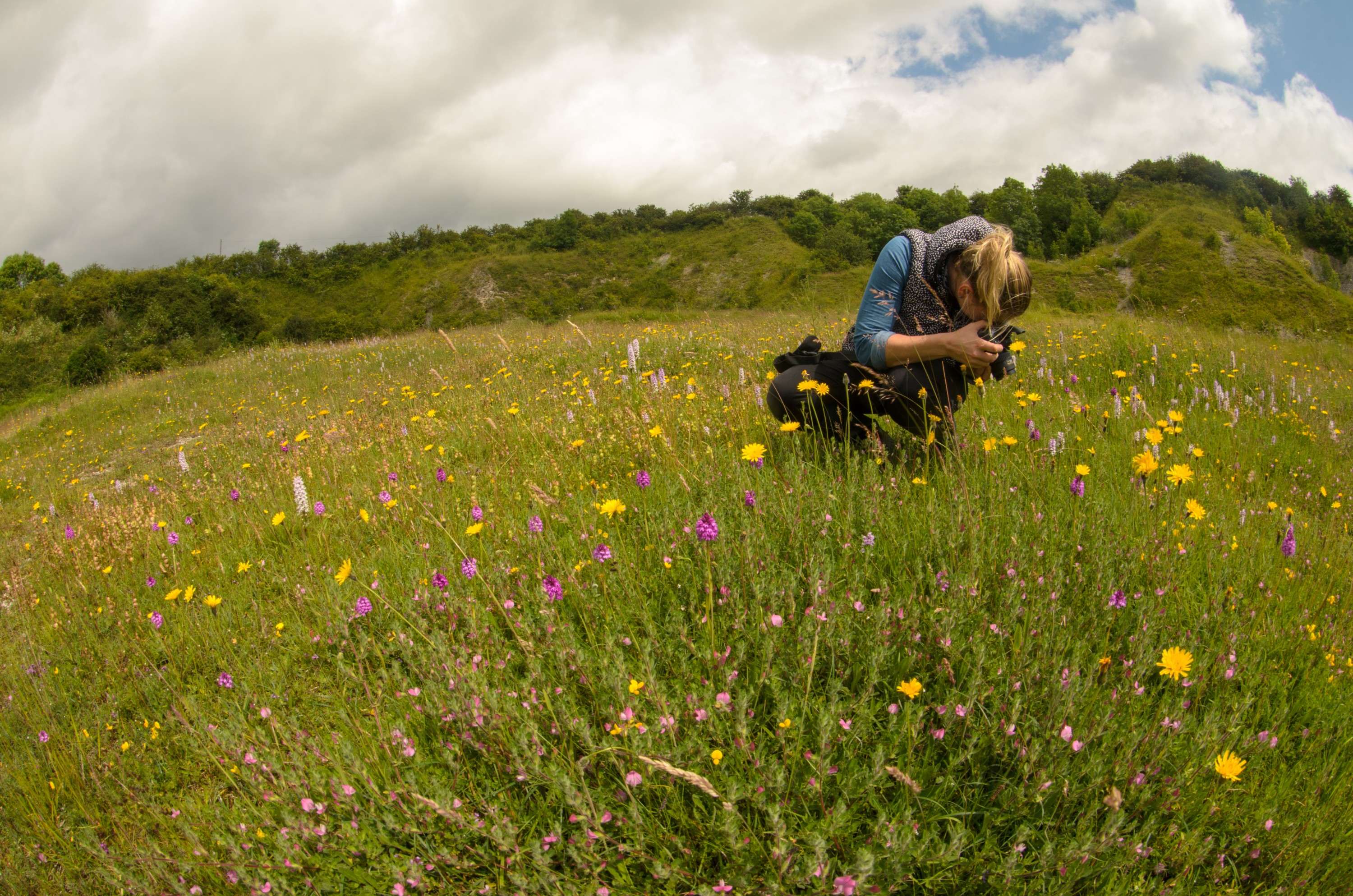 DSC_3156 – UK16, Yorkshire, crispin, england, meadow, orchid, uk