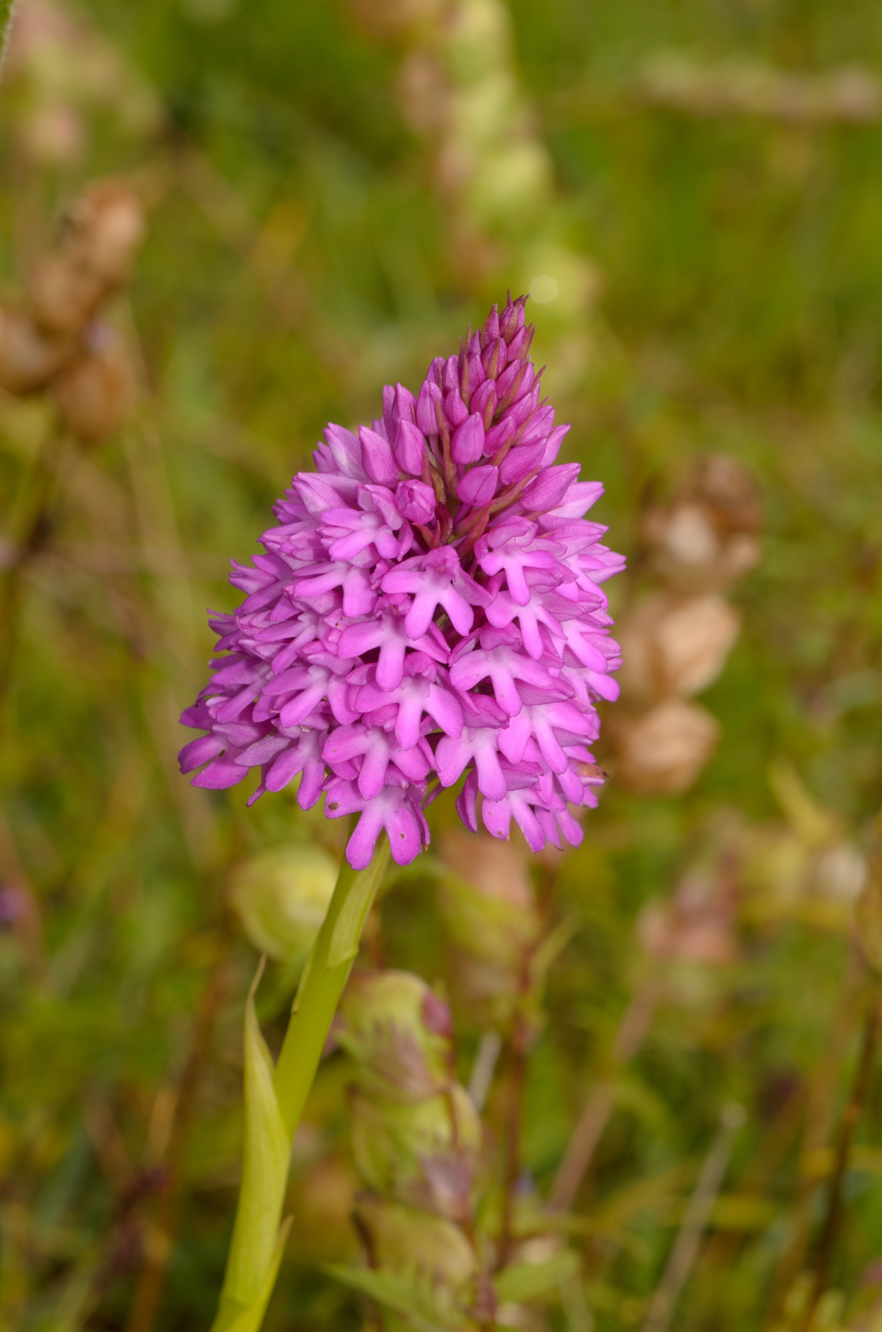 DSC_3173 – Anacamptis, Pyramidal, UK16, Yorkshire, crispin, england, orchid, pyramidalis, uk