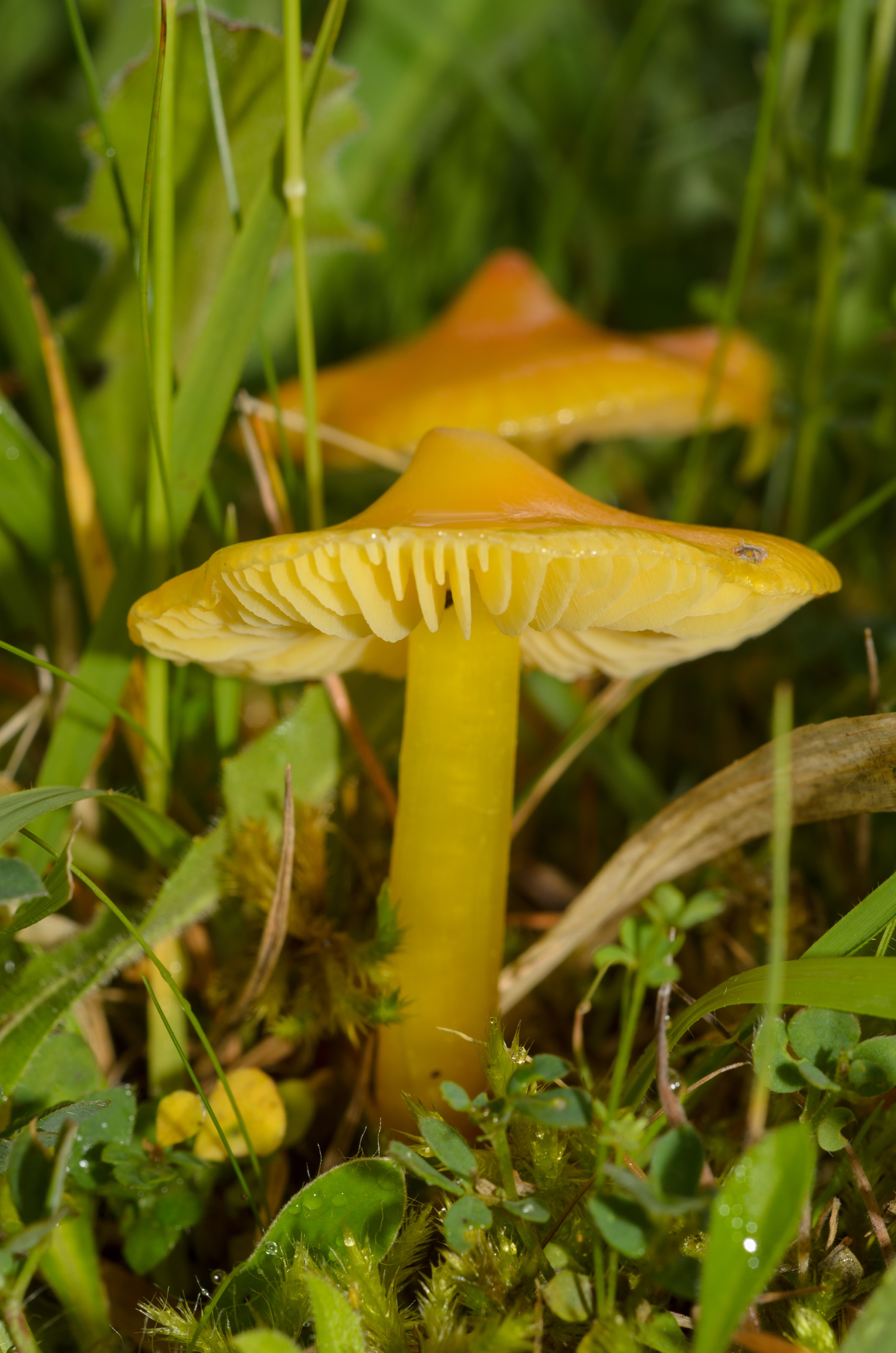 DSC_3178 – UK16, UKUNKNOWN, Yorkshire, crispin, england, uk