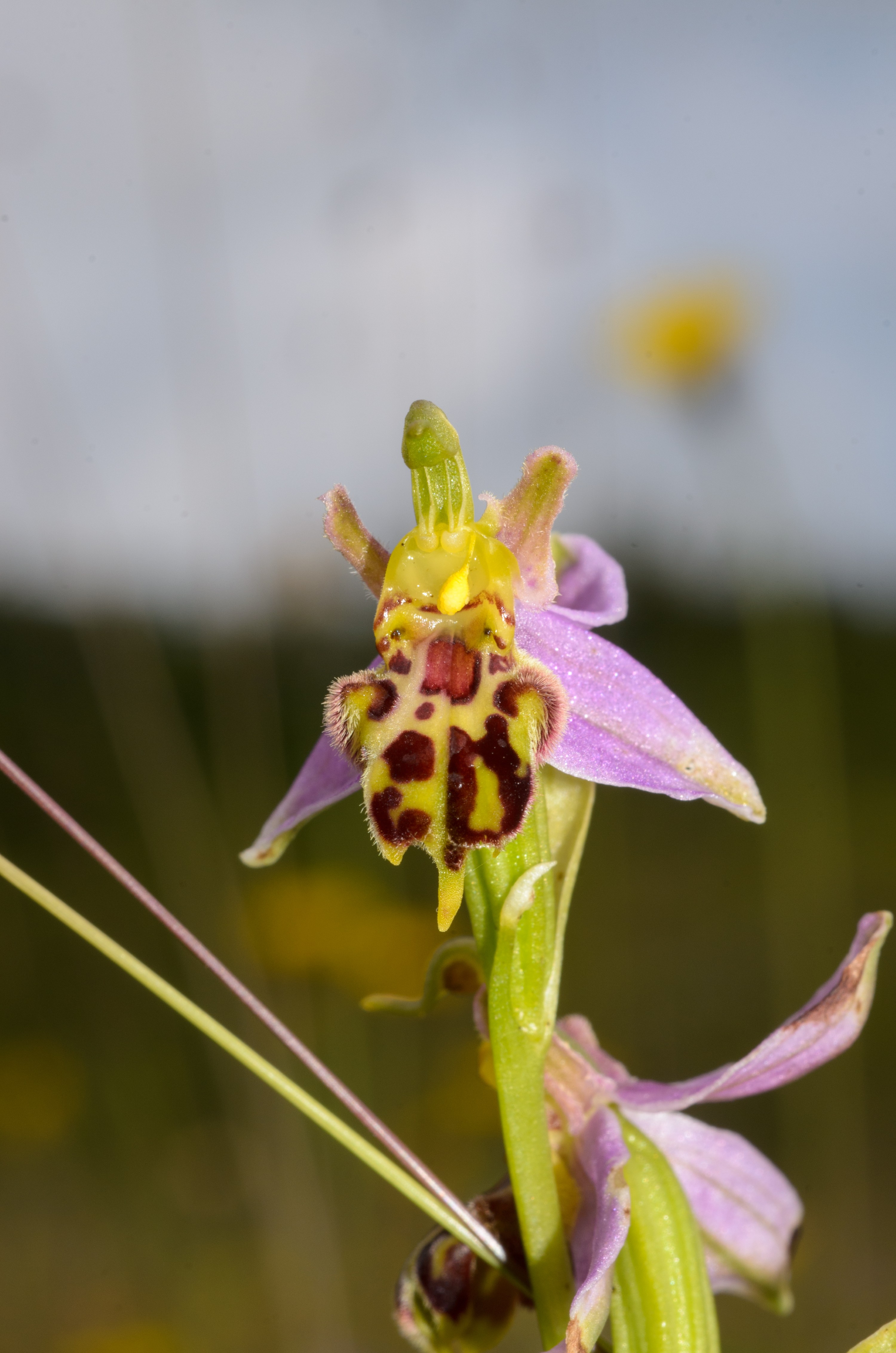 DSC_3182 – Ophrys, UK16, Yorkshire, apifera, bee, crispin, england, orchid, uk