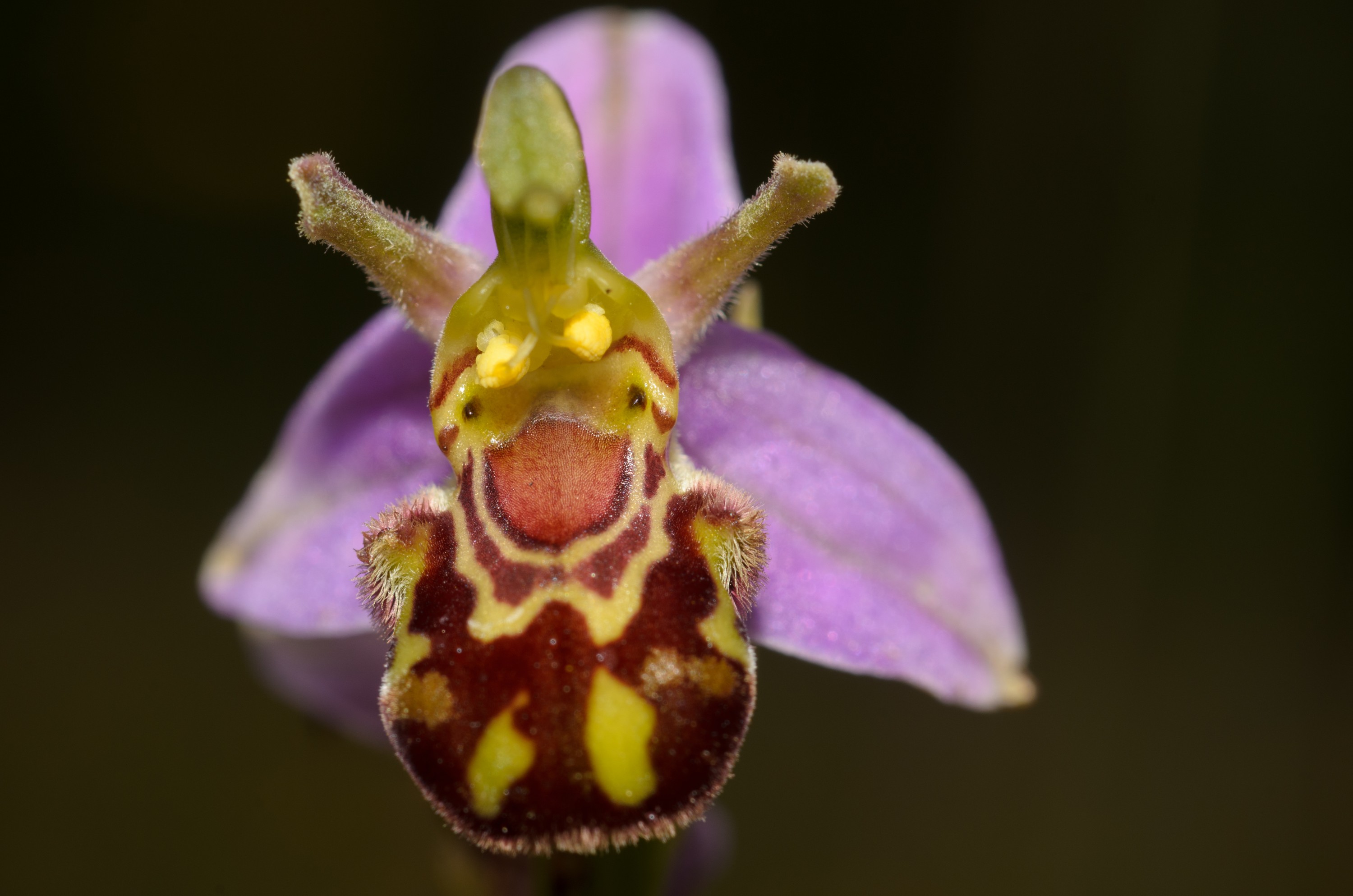 DSC_3210 – Ophrys, UK16, Yorkshire, apifera, bee, crispin, england, orchid, uk