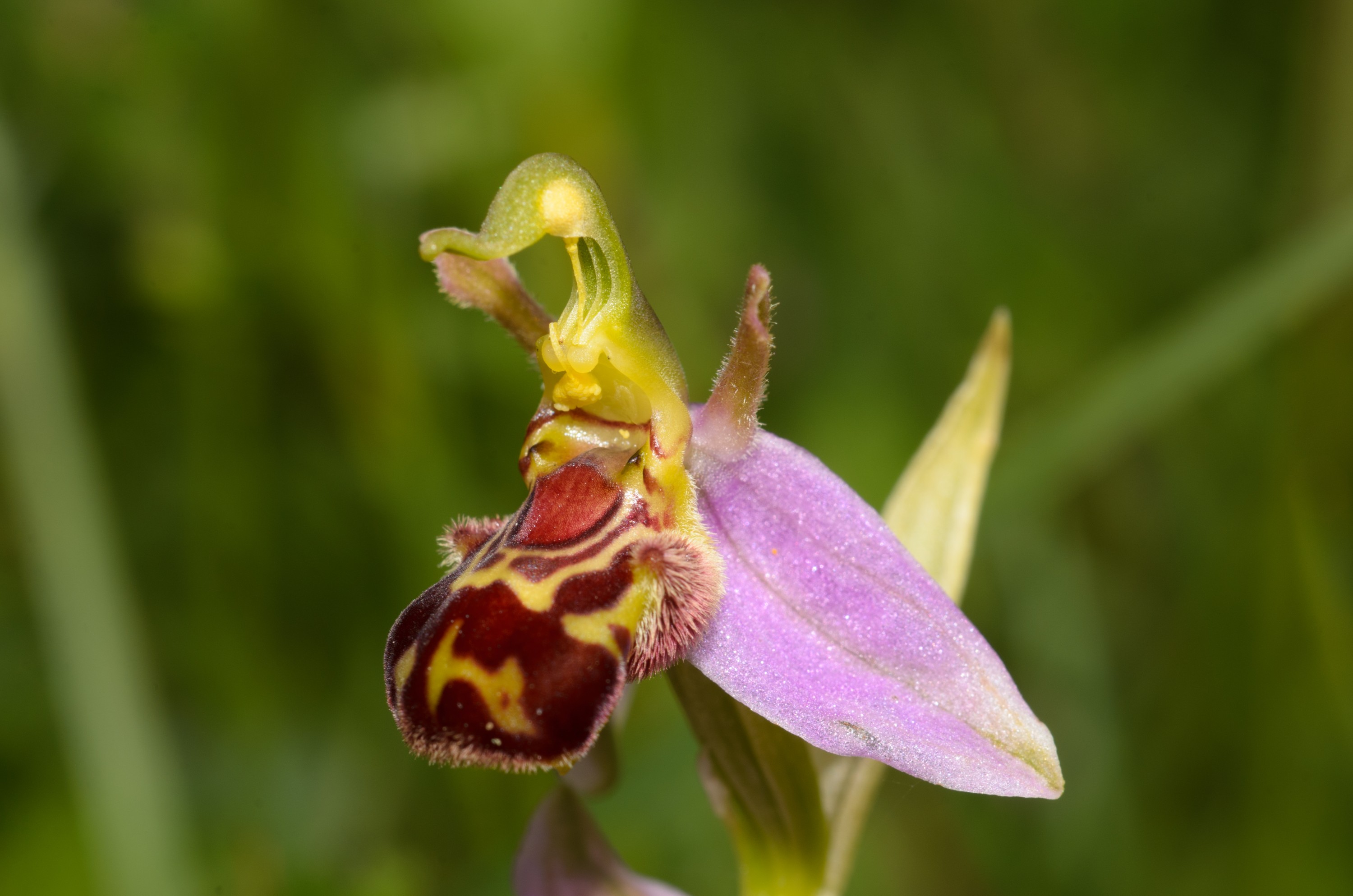 DSC_3252 – Ophrys, UK16, Yorkshire, apifera, bee, crispin, england, orchid, uk