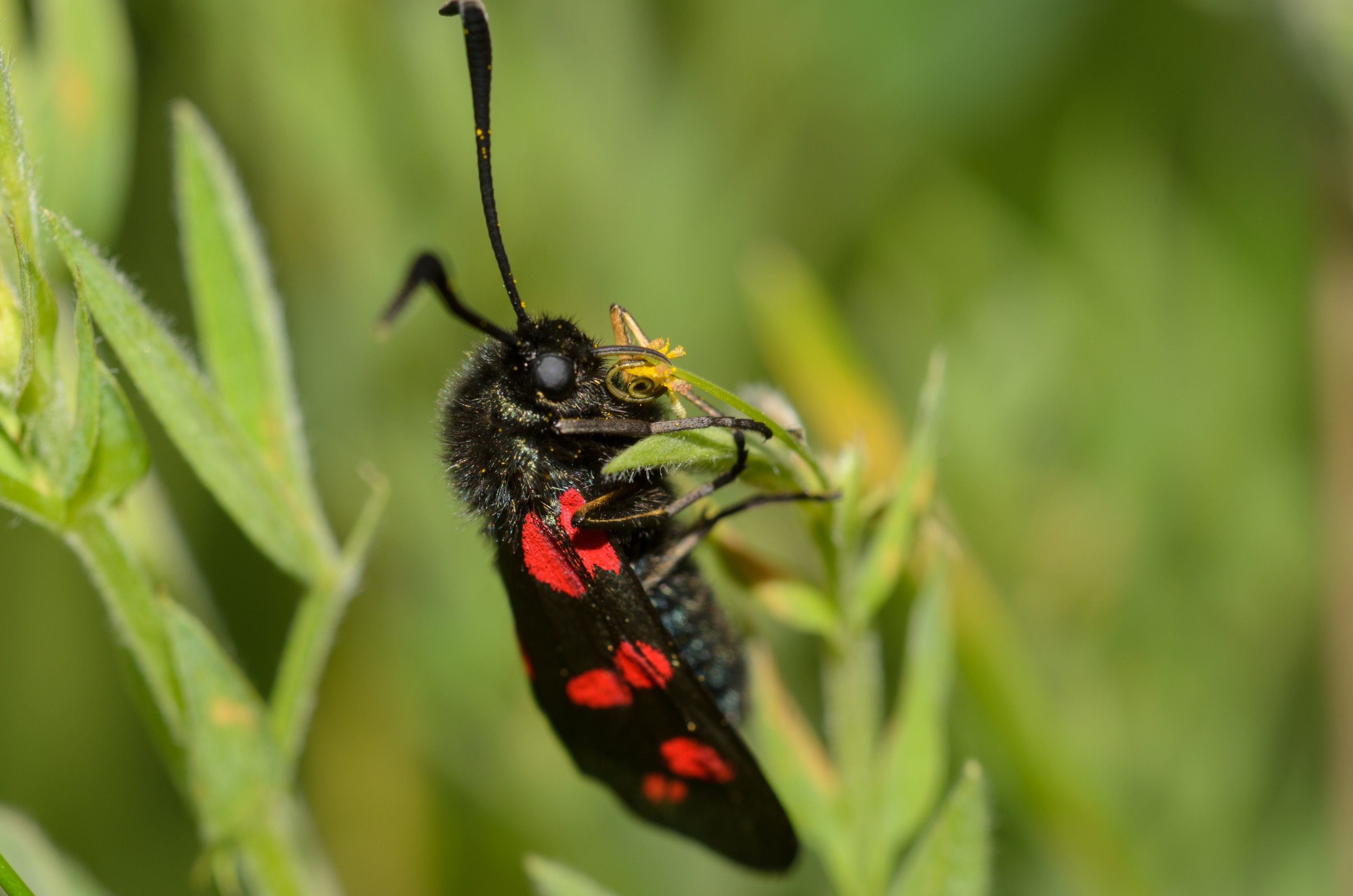 DSC_3268 – Tyria, UK16, Yorkshire, cinnabar, crispin, england, jacobaeae, moth, uk