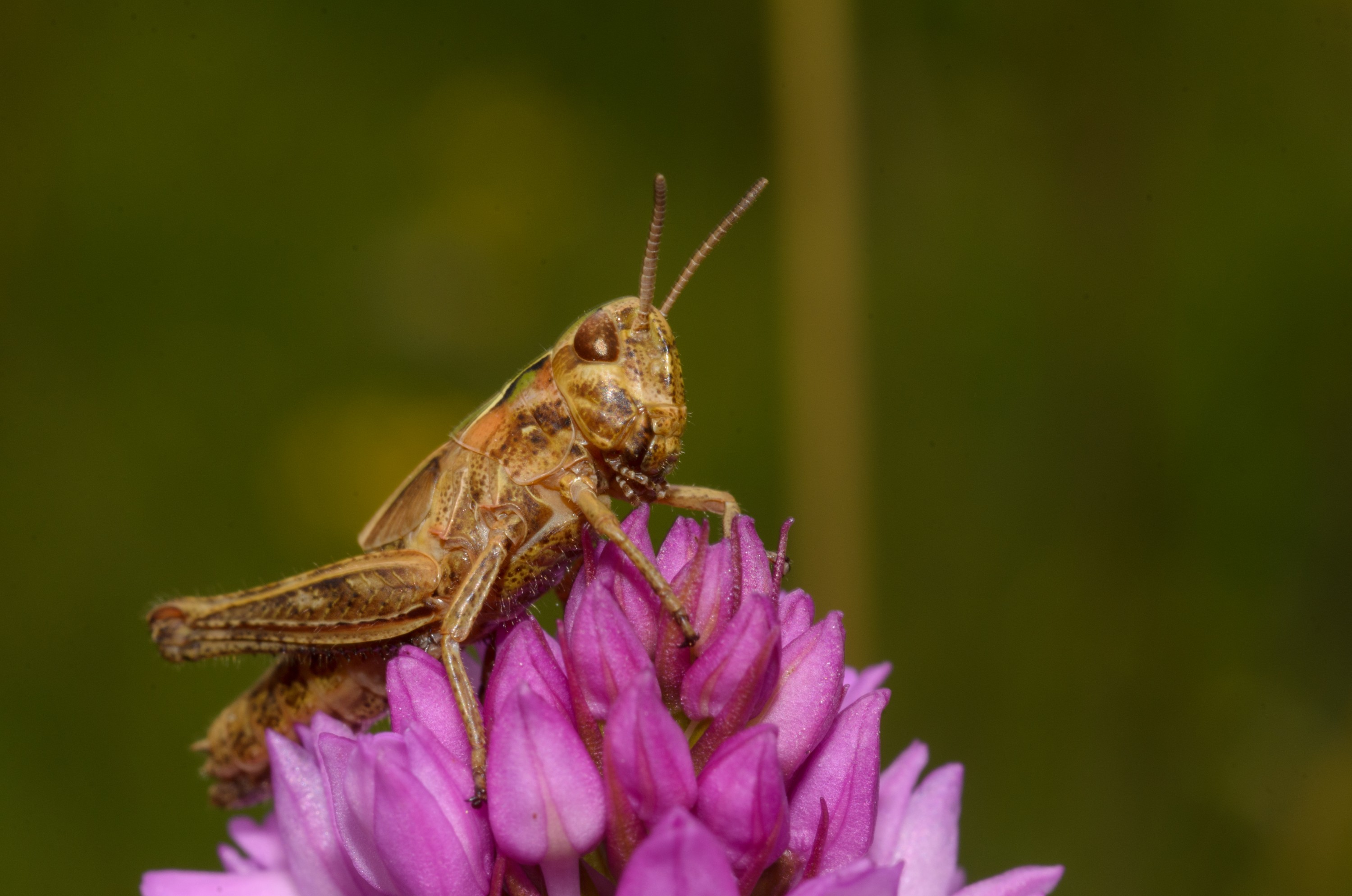 DSC_3282 – Anacamptis, Pyramidal, UK16, Yorkshire, crispin, england, orchid, pyramidalis, uk