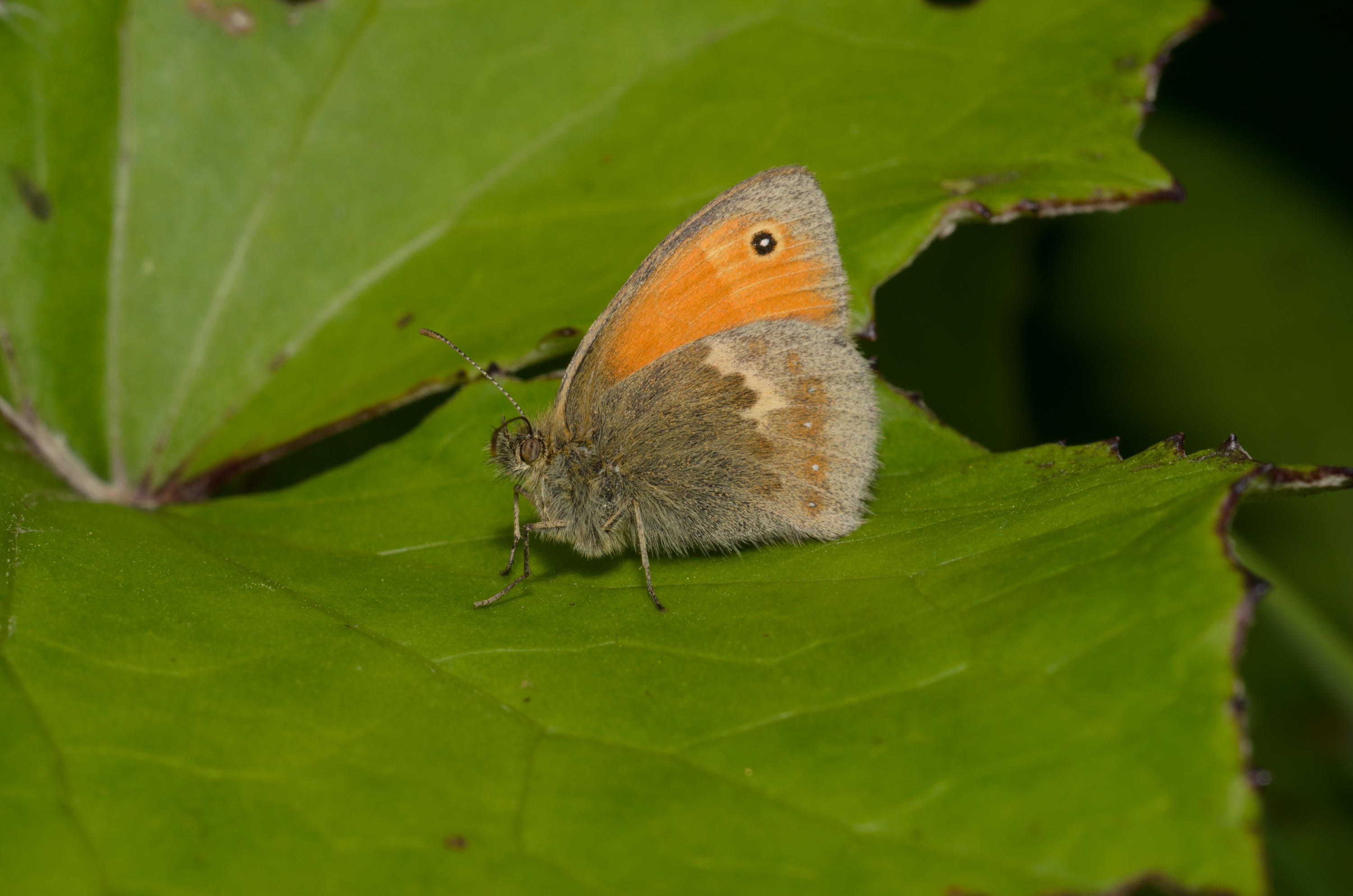 DSC_3295 – Gatekeeper, Pyronia, UK16, Yorkshire, crispin, england, tithonus, uk