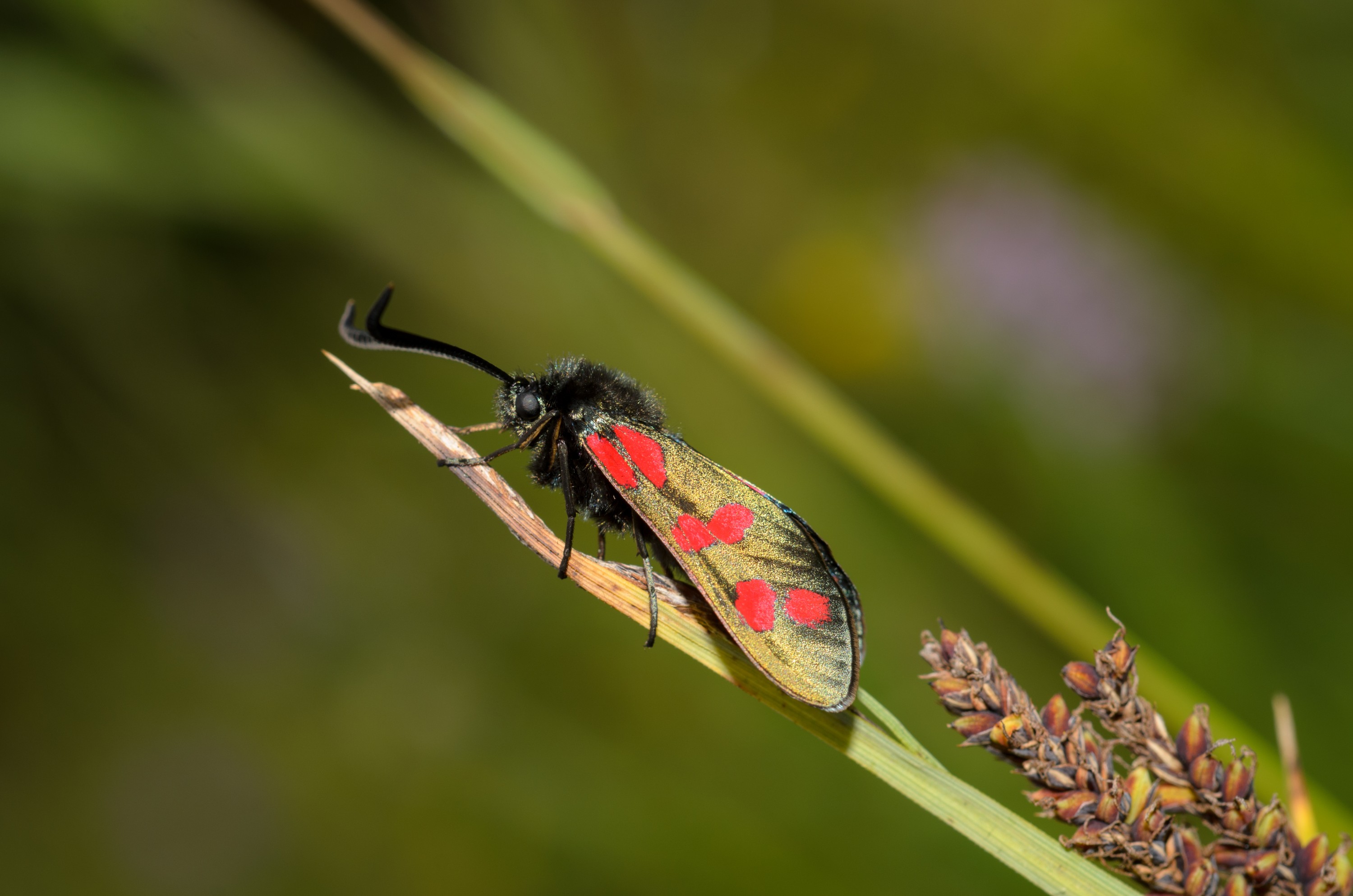 DSC_3321 – Tyria, UK16, Yorkshire, cinnabar, crispin, england, jacobaeae, moth, uk