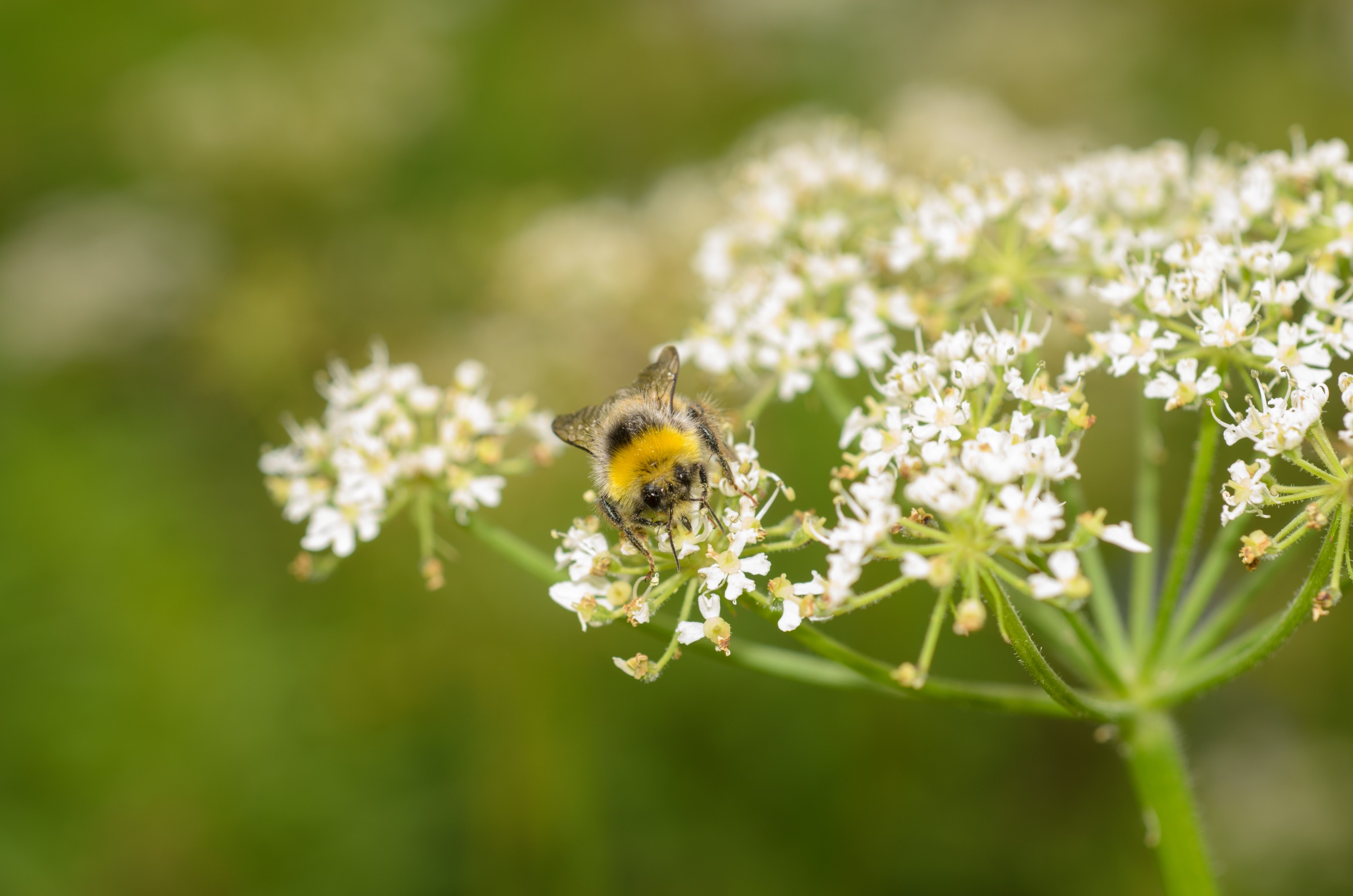 DSC_3329 – UK16, Yorkshire, bee, crispin, england, uk