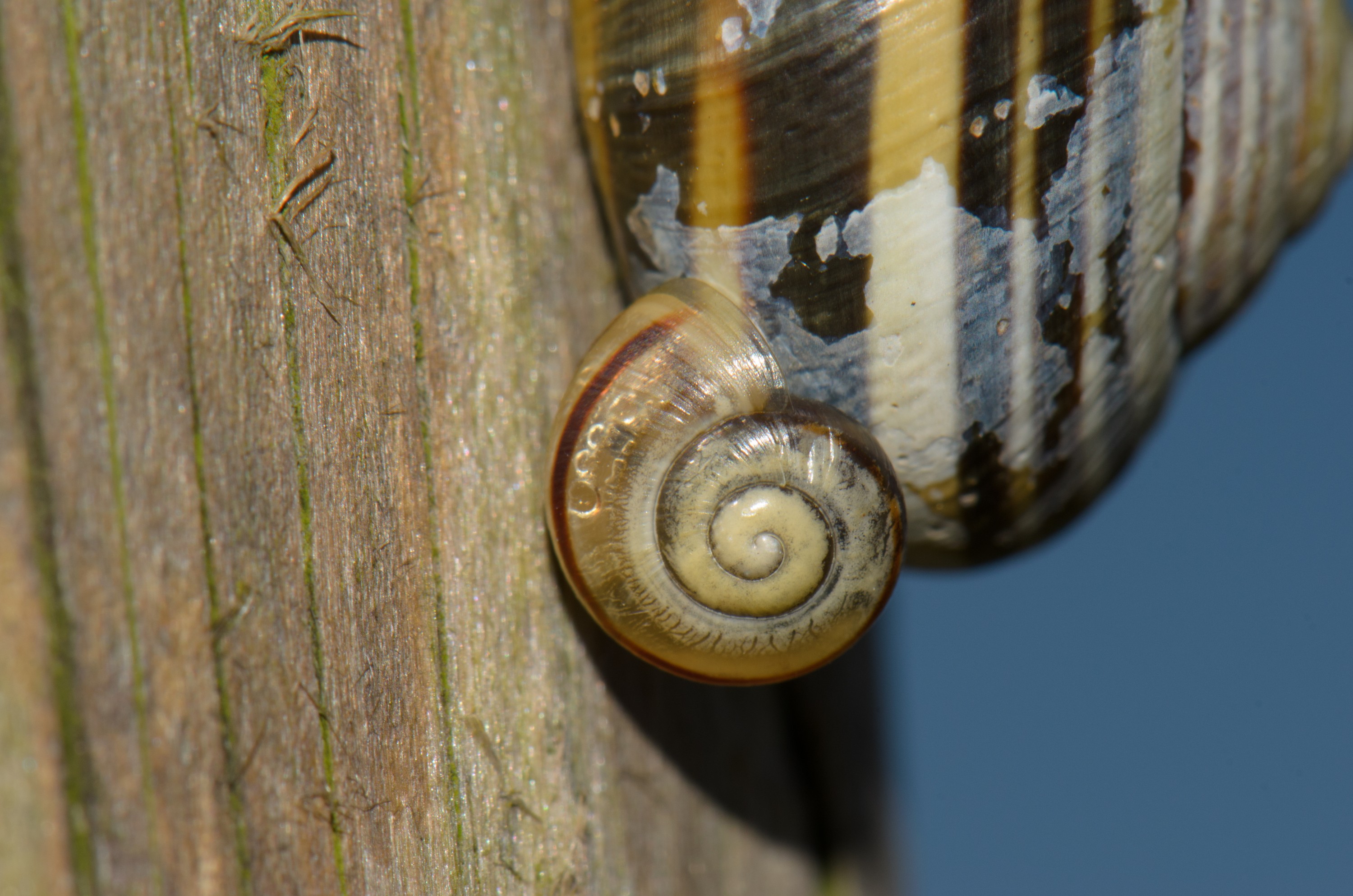 DSC_3531 – Banded, Snail, UK16, Yorkshire, crispin, england, uk