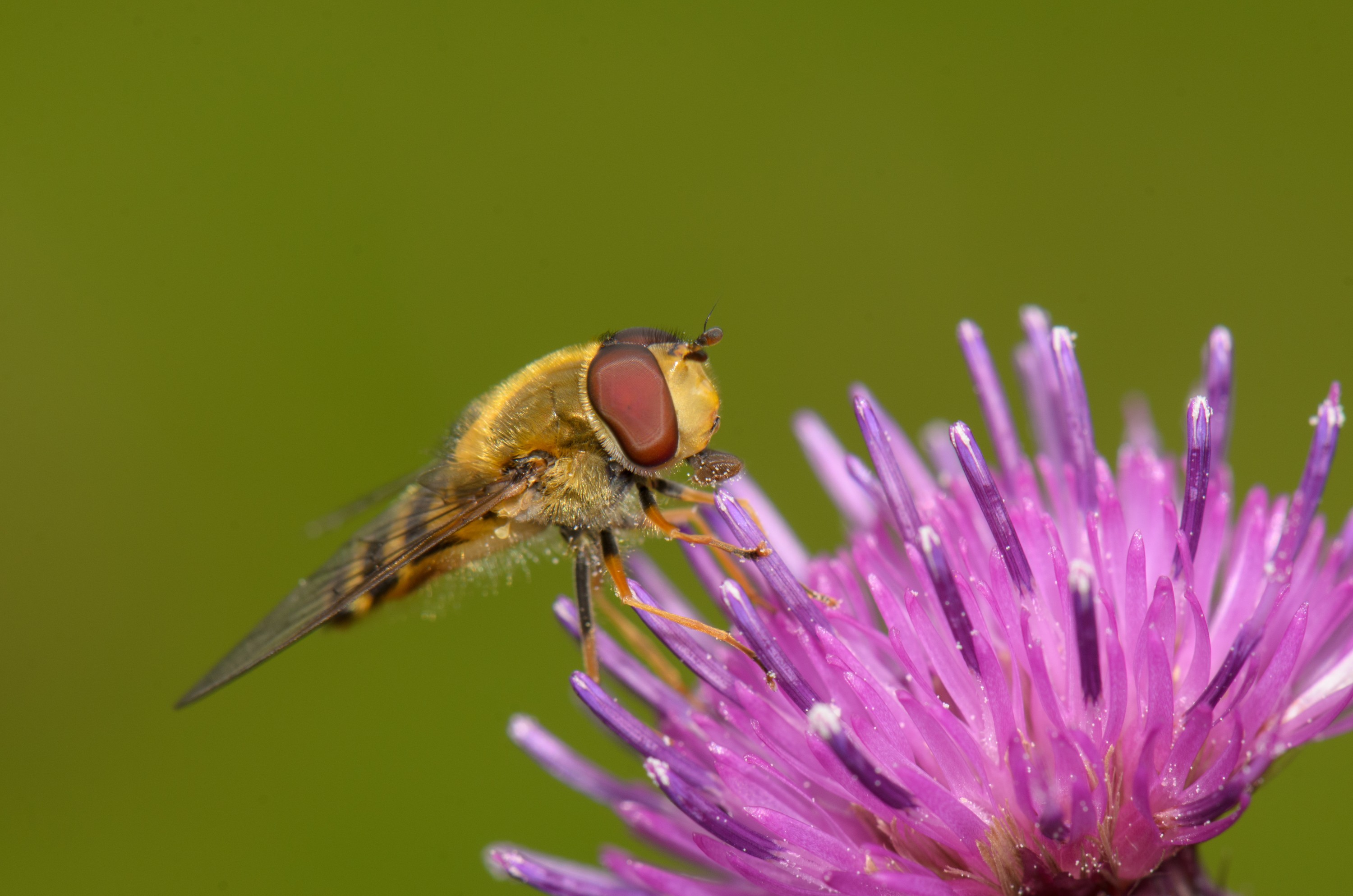 DSC_3603 – UK16, Yorkshire, crispin, england, hoverfly, sheffield, uk