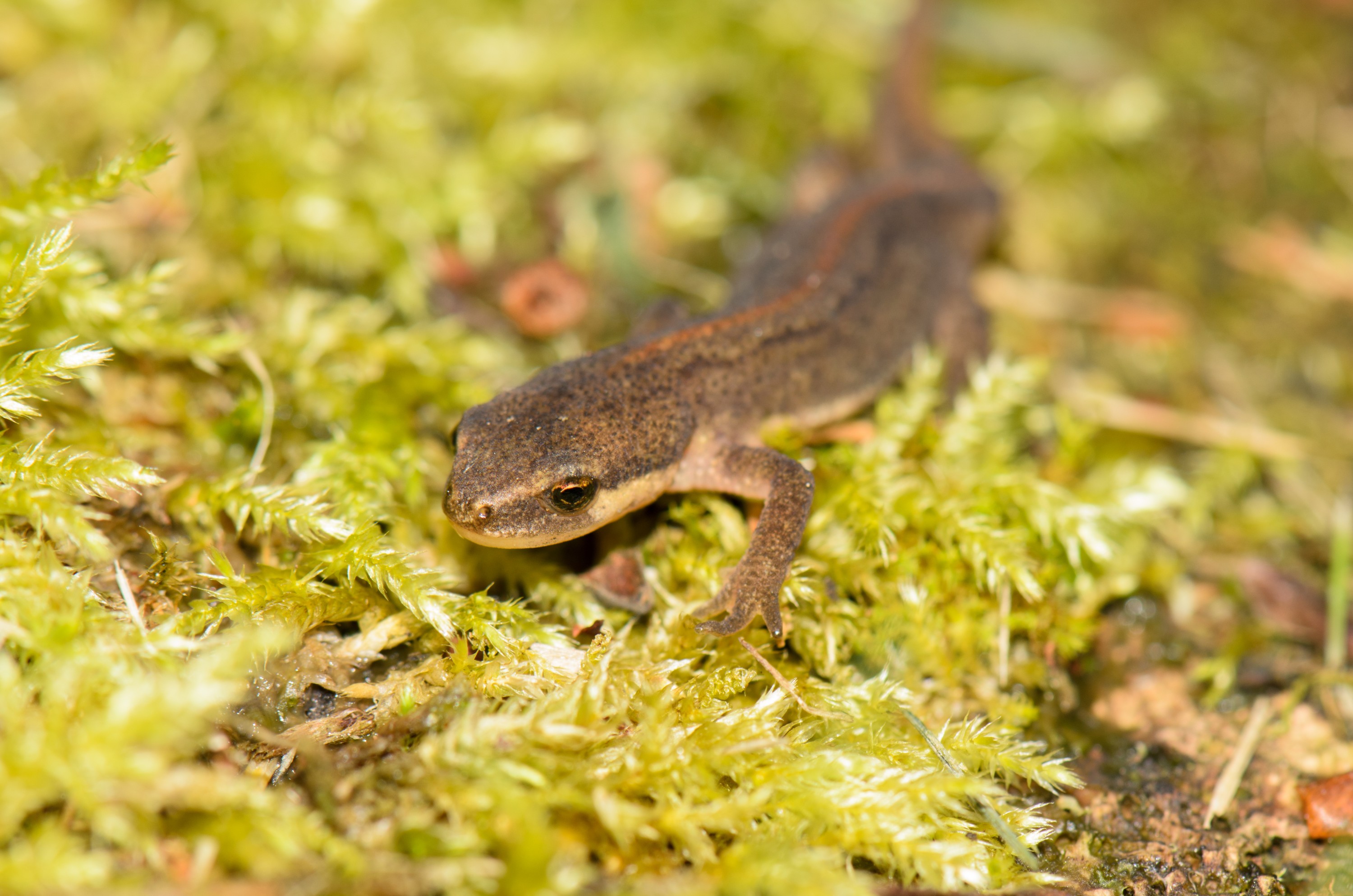 DSC_3621 – Lissotriton, Newt, Palmate, UK16, Yorkshire, crispin, england, helveticus, sheffield, uk