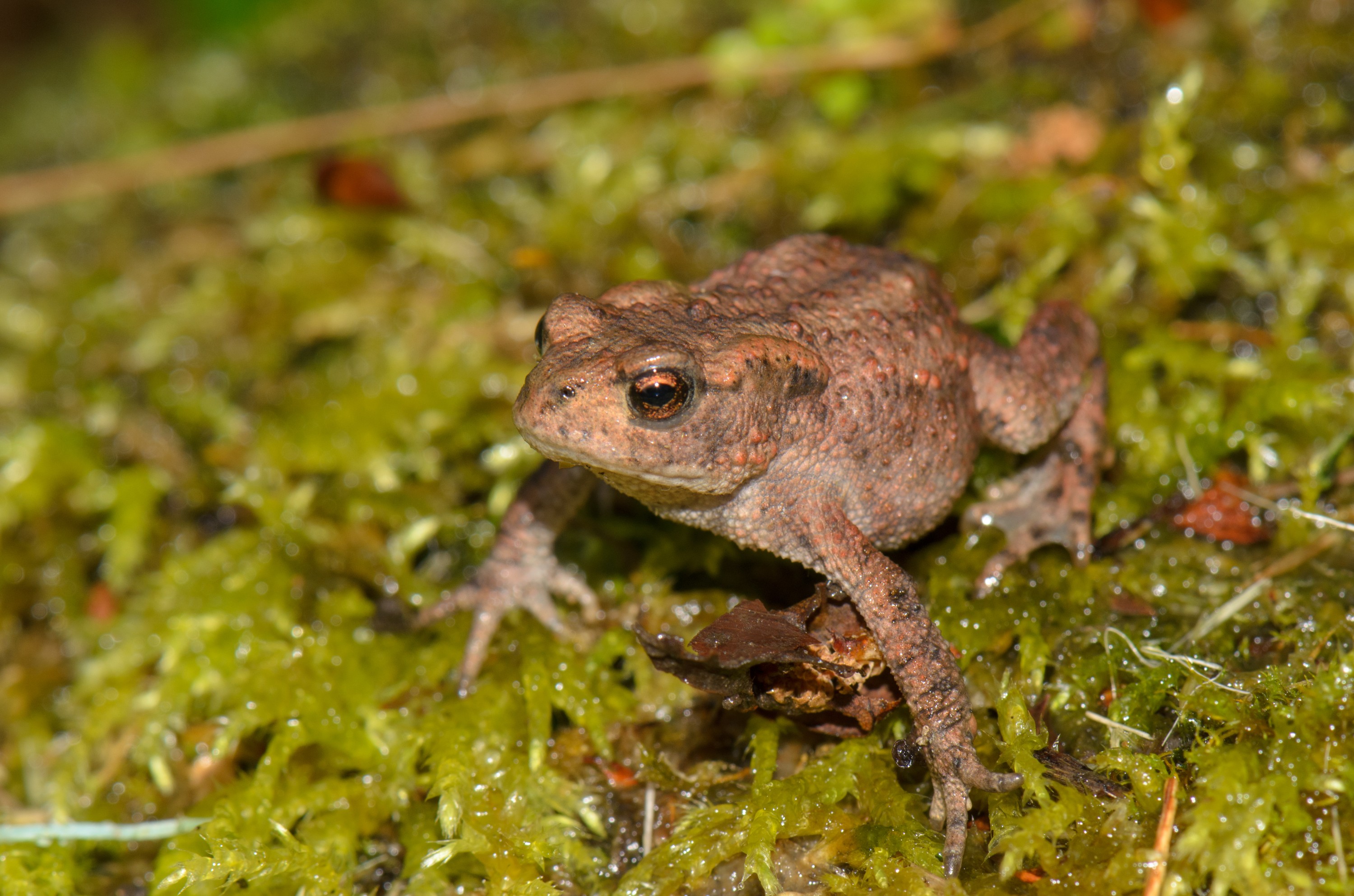 DSC_3662 – UK16, Yorkshire, bufo, common, crispin, england, sheffield, toad, uk