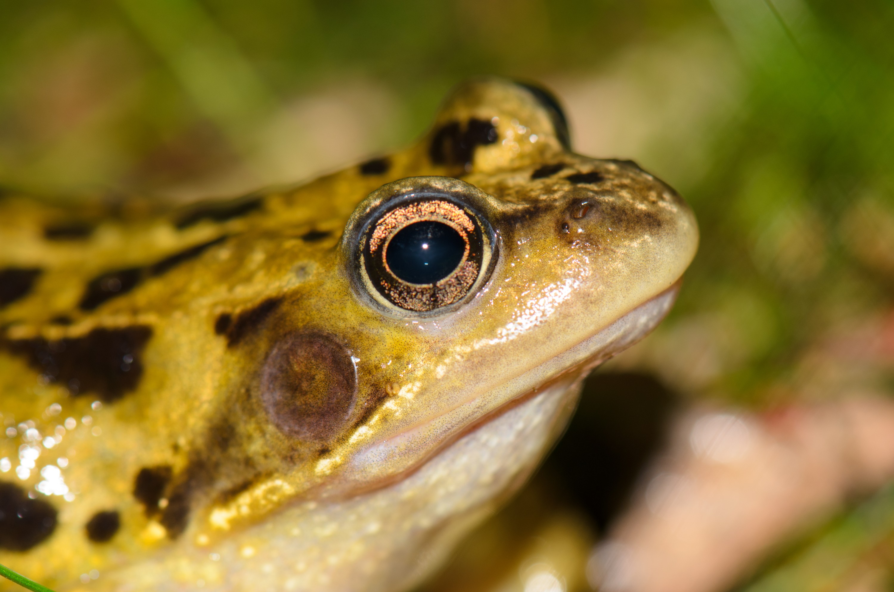 DSC_3690 – Frog, Rana, UK16, Yorkshire, common, crispin, england, sheffield, temporaria, uk