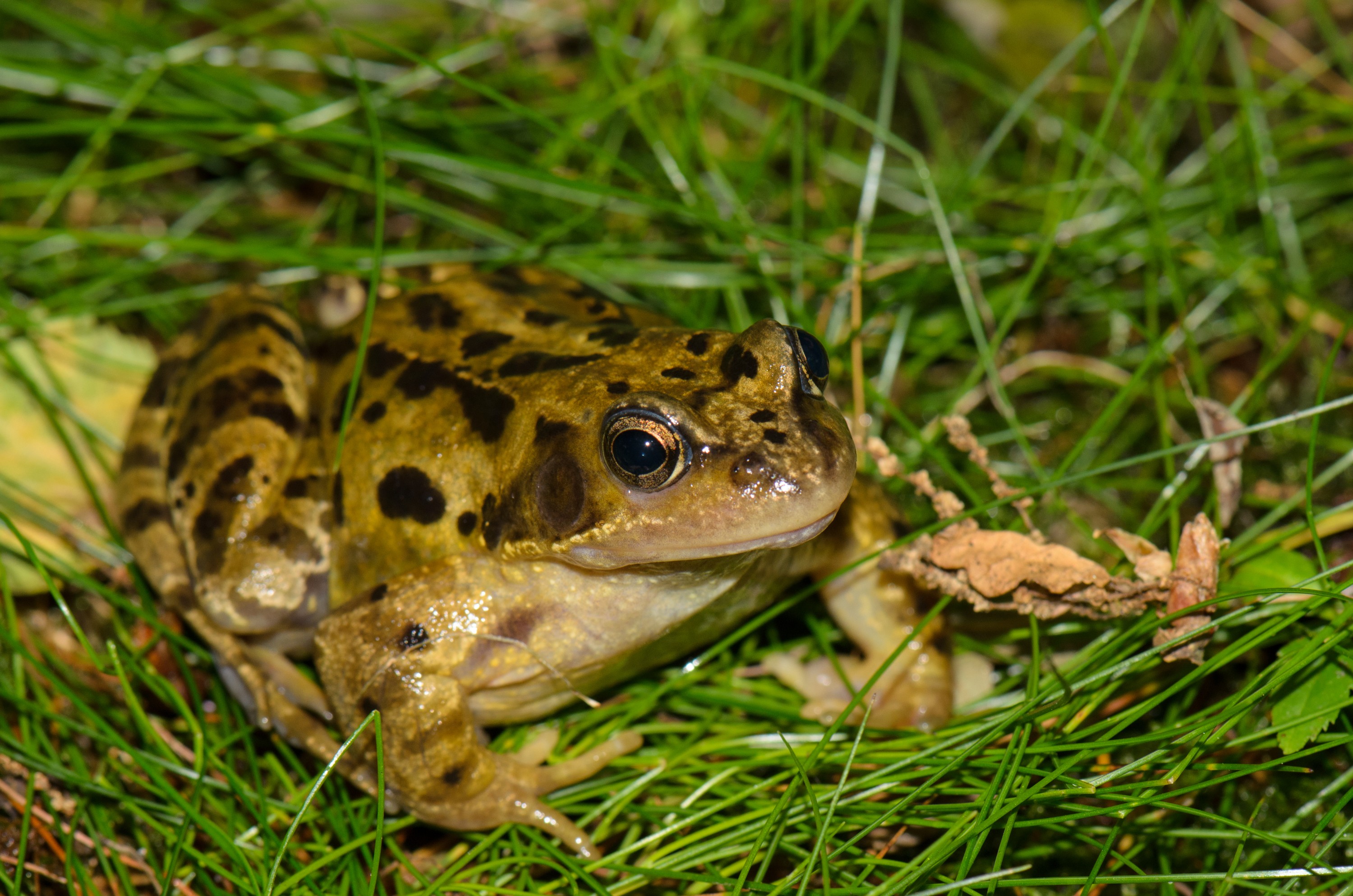 DSC_3705 – Frog, Rana, UK16, Yorkshire, common, crispin, england, sheffield, temporaria, uk