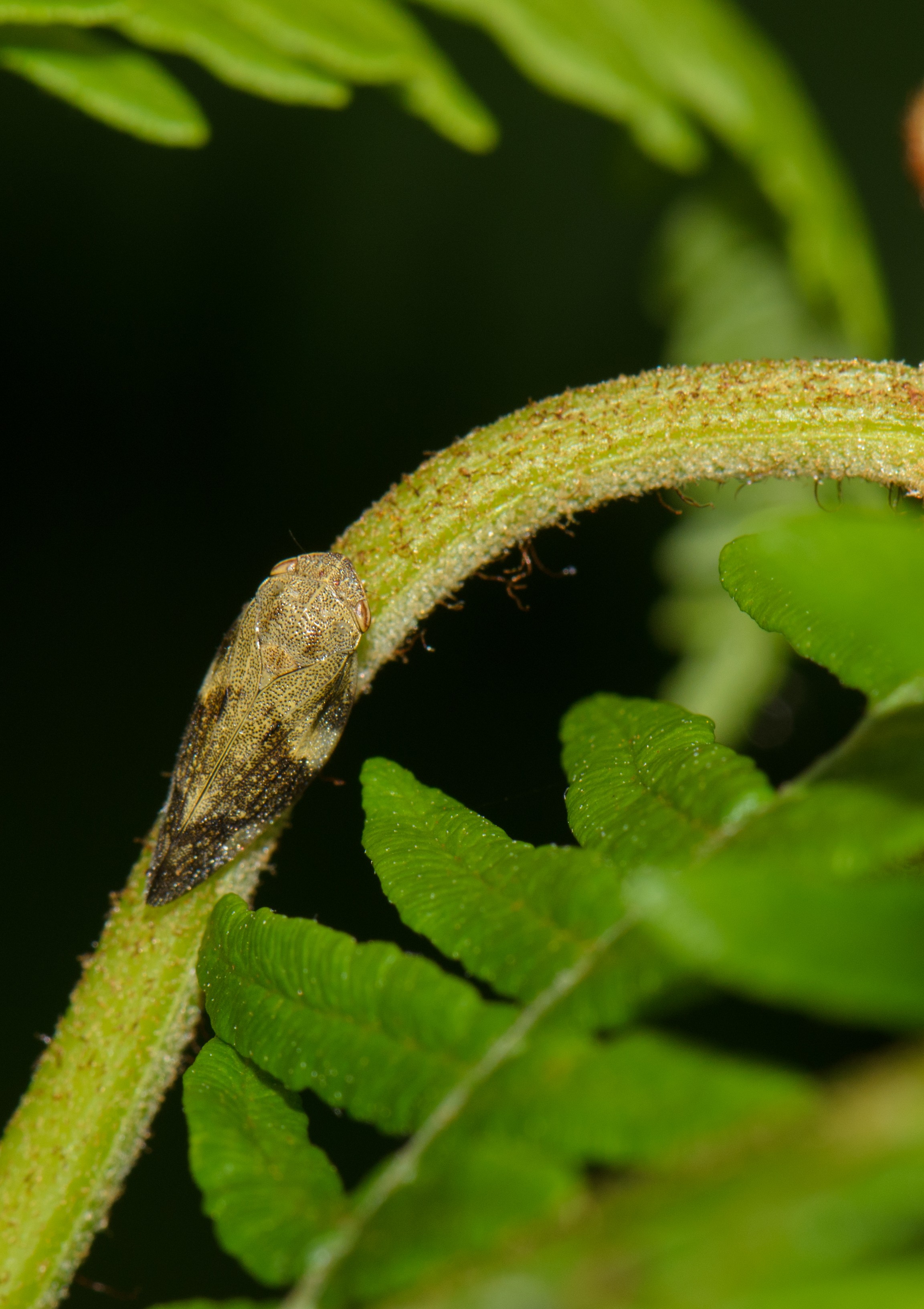 DSC_3814 – UK16, Derbyshire, crispin, england, hopper, leaf, sheffield, uk