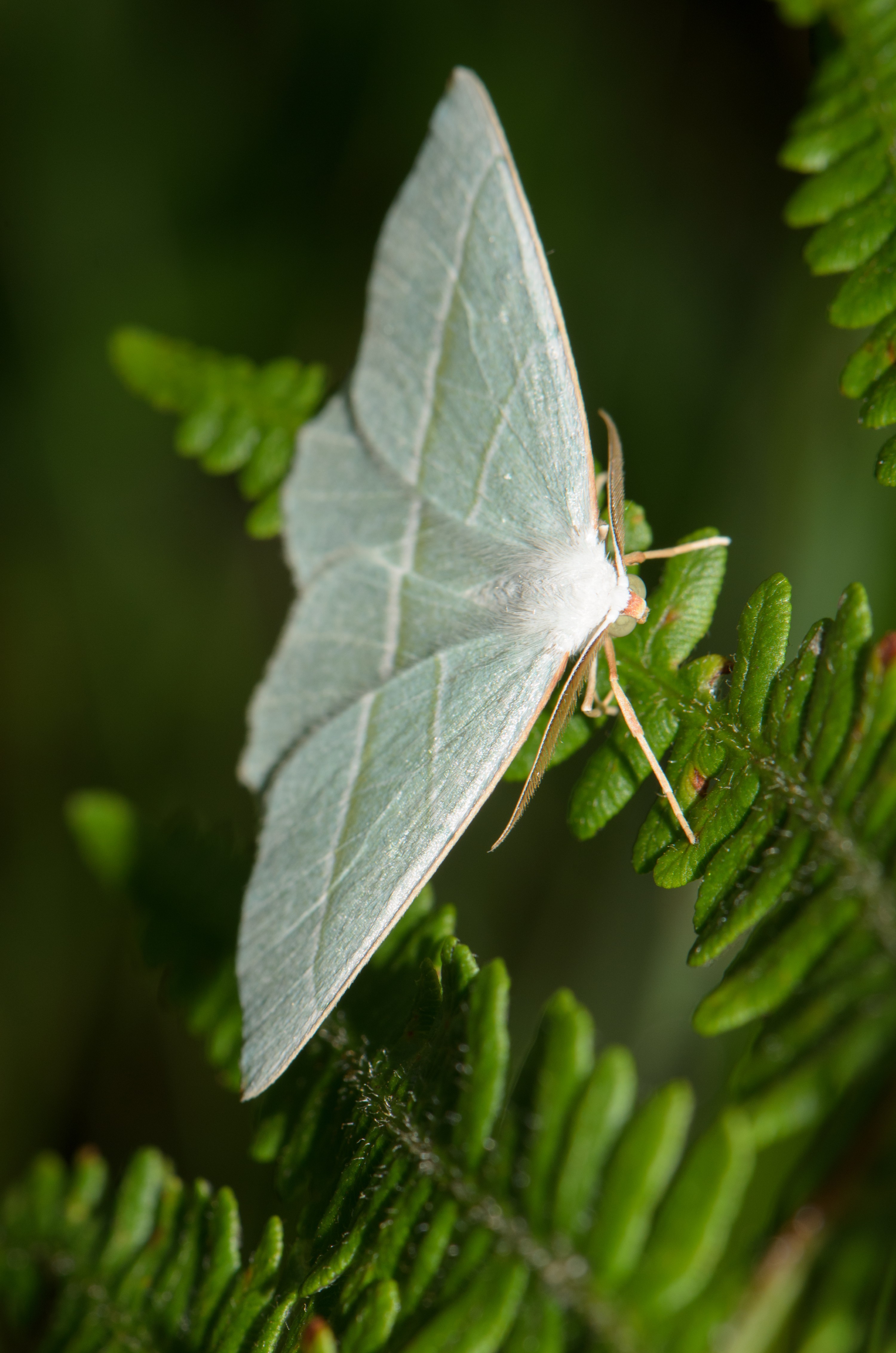 DSC_3822 – UK16, UKUNKNOWN, Derbyshire, crispin, england, moth, sheffield, uk