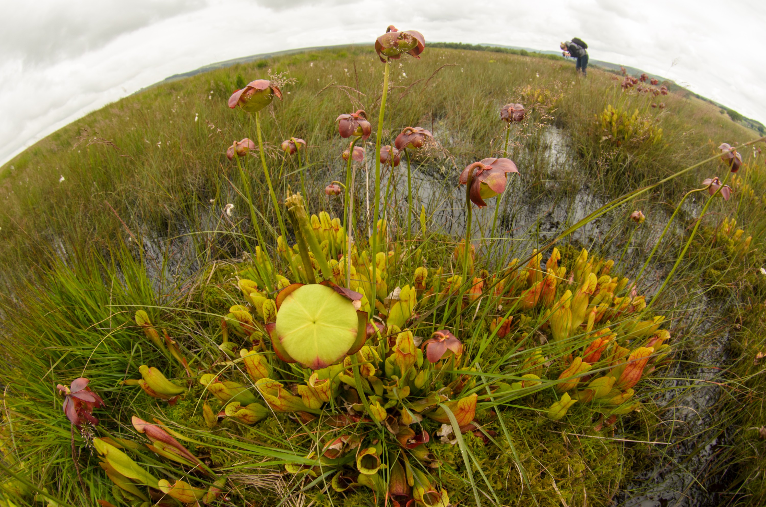 DSC_3839 – Pitcherplant, UK16, Yorkshire, crispin, england, sheffield, uk, Sarracenia purpurea, Derbyshire.