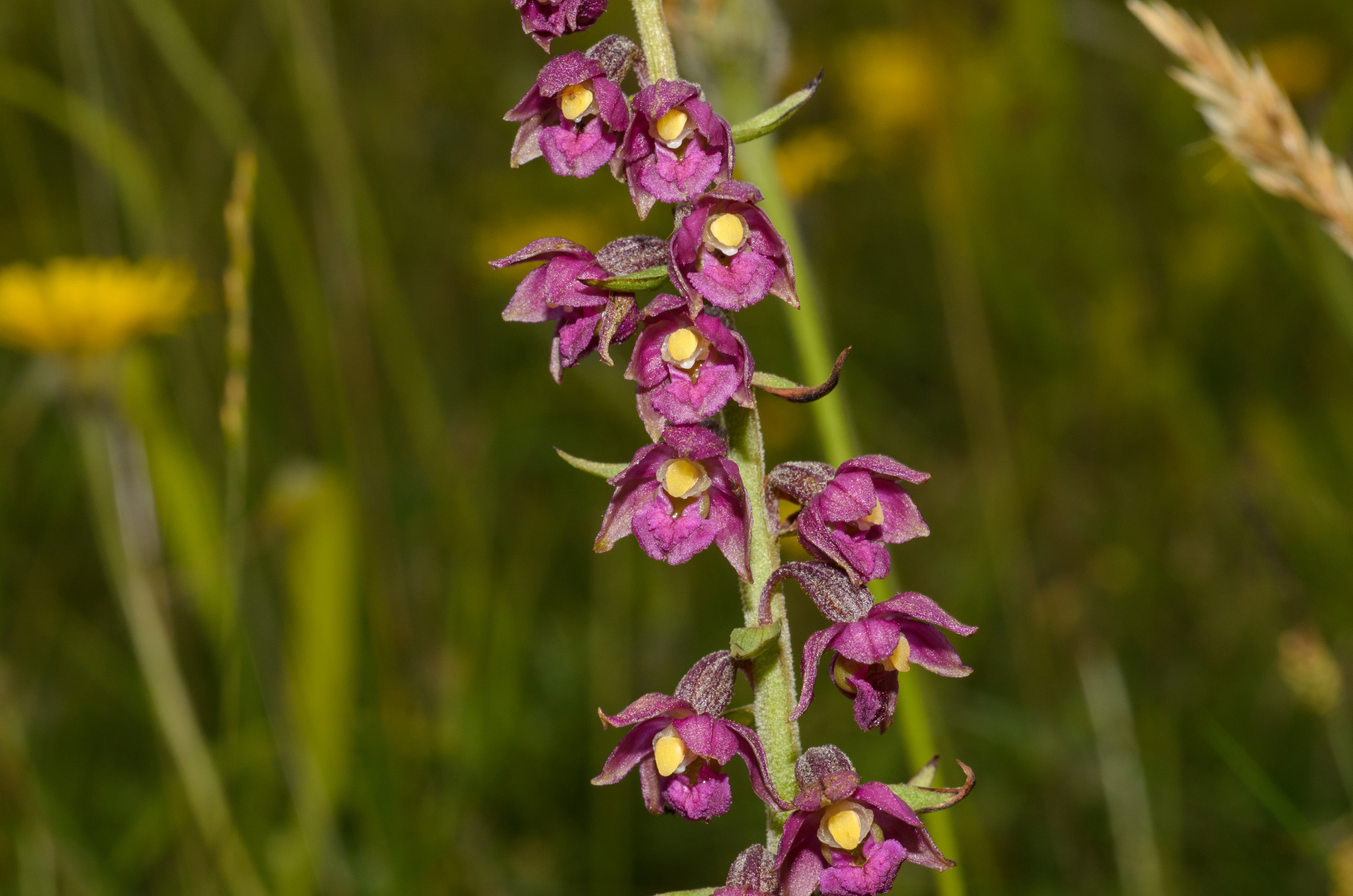 DSC_3888 – Epipactis, Helleborine, UK16, Yorkshire, atrorubens, crispin, dark, england, red, sheffield, uk